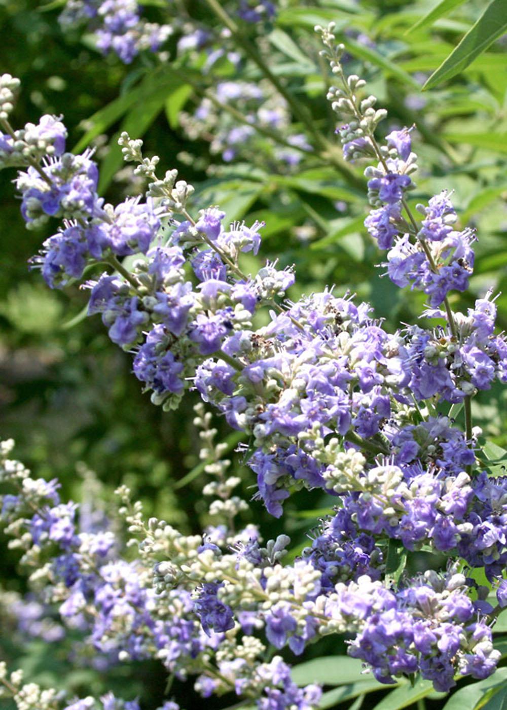 The chaste tree's flower color varies from lavender to lilac to pale violet and the tiny flowers bloom in small clusters that come together to form larger arrangements. The tree is seen throughout Jackson County and in other parts of the Mississippi Gulf Coast. (Photo by MSU Extension Service/Gary Bachman)