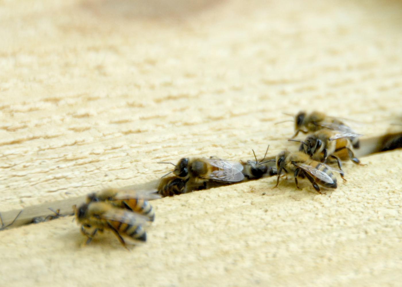 Beekeepers from north Mississippi gathered for a two-day workshop to learn about the challenges facing honey bees and strategies to help bees thrive.