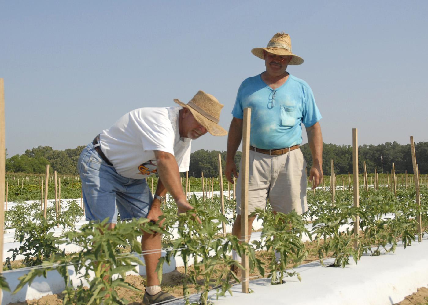 Doil Moore, left, gets a closer look at young tomatoes on Prospect Produce Farm in the Sonora Community, south of Houston. Moore and his business partner, James Earnest, have been selling locally grown fruits and vegetables since 2009.