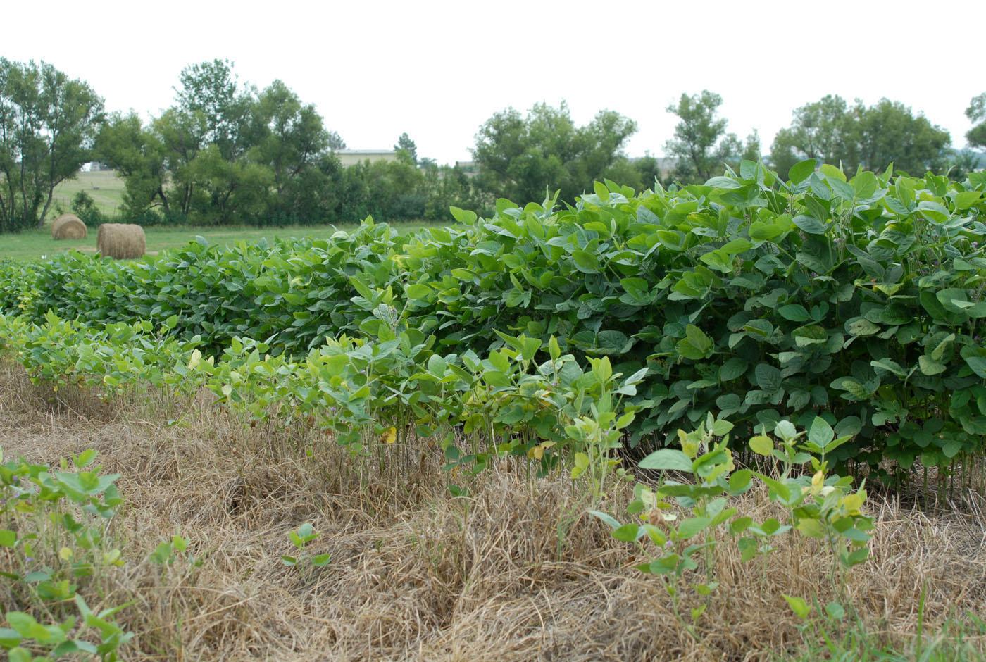 Mississippi State University researchers use the no-till method to drill soybeans directly into ground previously used as pasture at MSU's dairy farm. Different seeds and herbicide applications yielded plants of varying heights during the 2011 season in a research project designed to help farmers determine best practices without bearing the cost of experimentation. (Photo by Keri Collins Lewis)