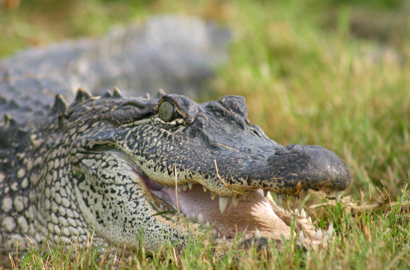 Mississippi State University biologist David Ray and colleagues from the United States and Australia will map the genetic code of the reptile order that includes alligators and crocodiles. (Submitted photo.)