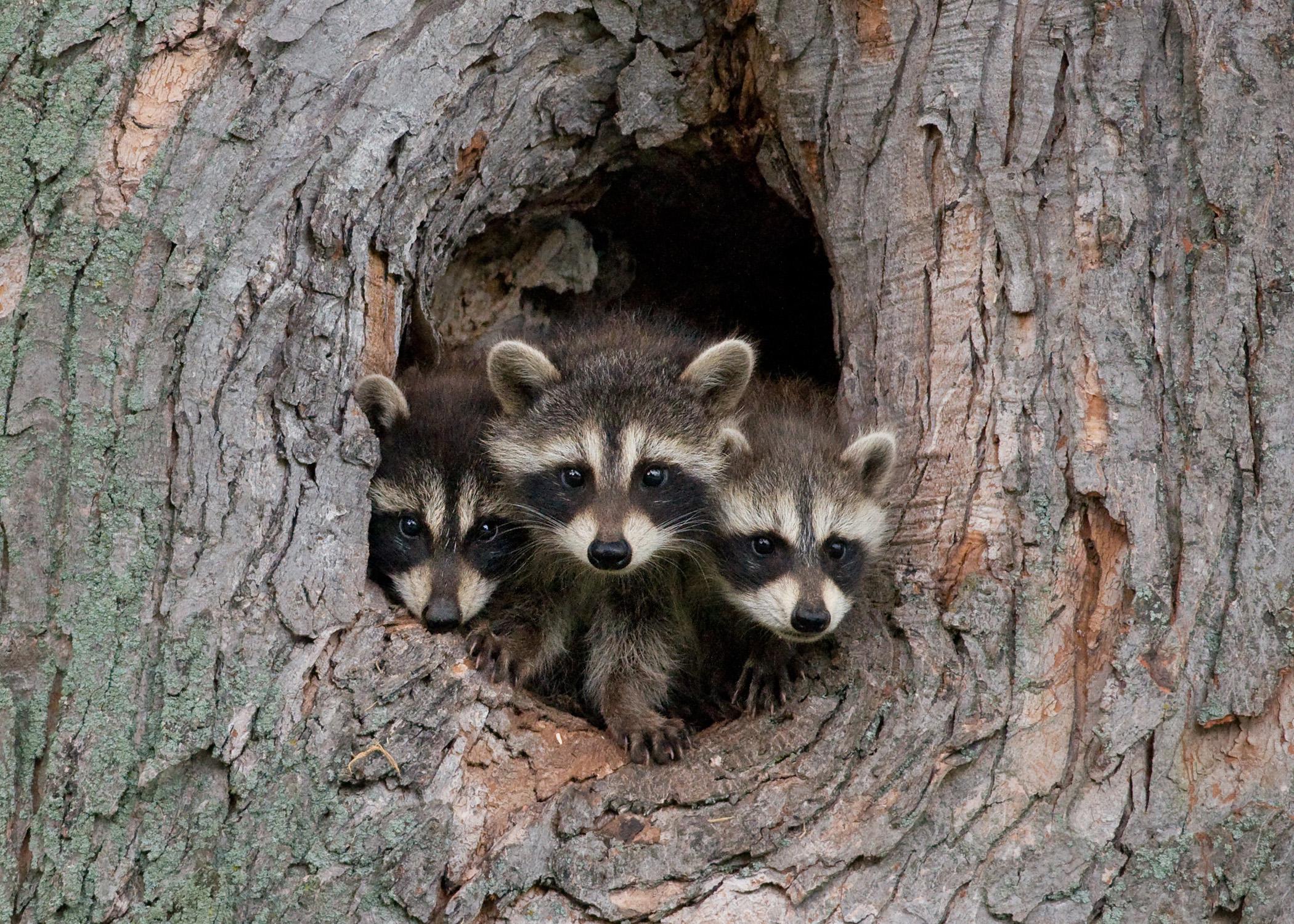 Three raccoons.