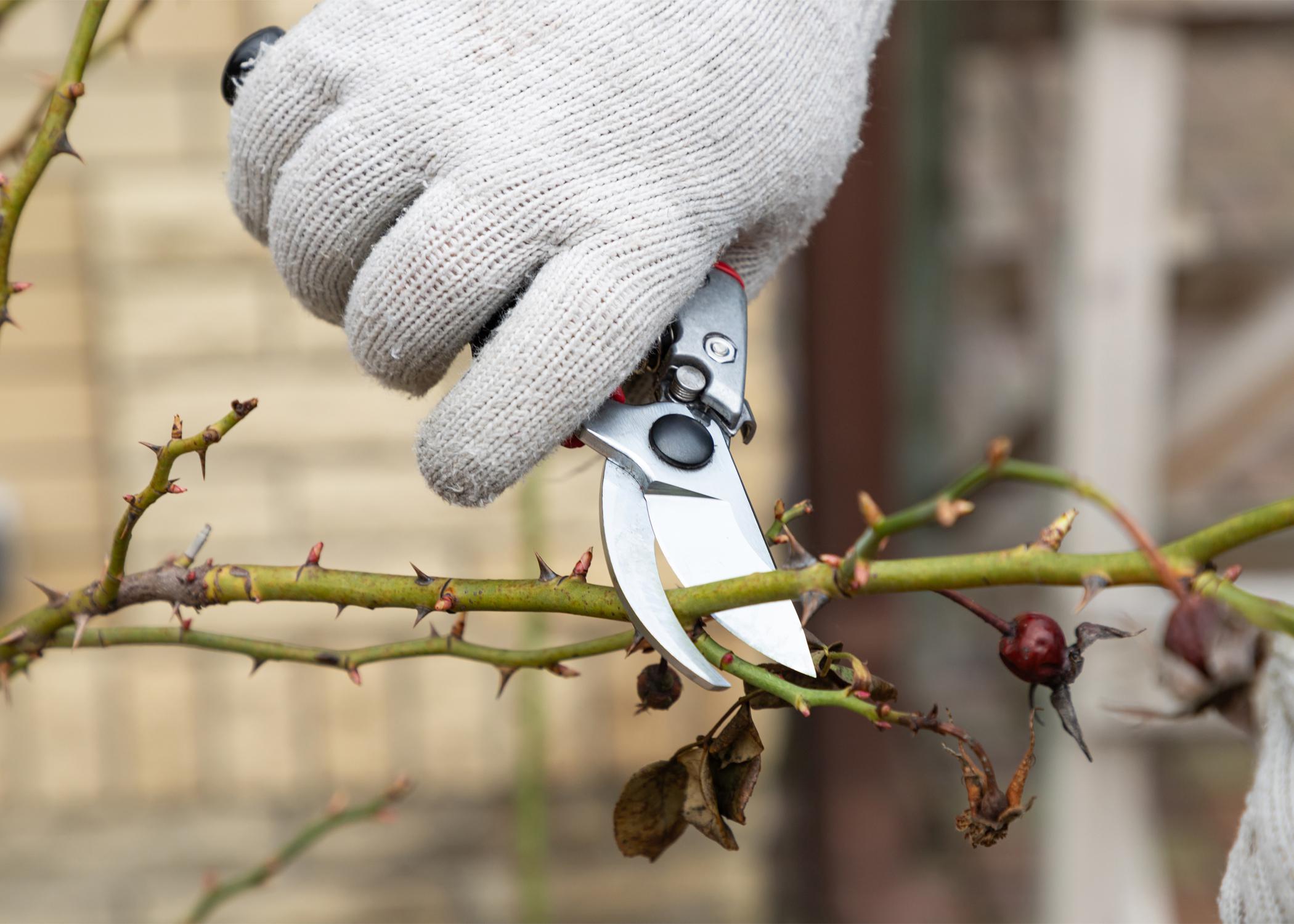 Rose bush being pruned with pruners