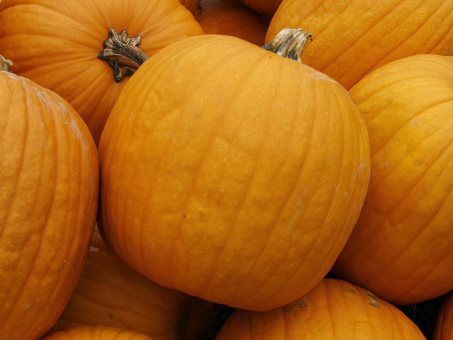 These pumpkins found at J&A Farms and Nursery in Flora are among the few Mississippi pumpkins to have been harvested early or to have survived the heavy September and October rains. (Photo by Kat Lawrence)