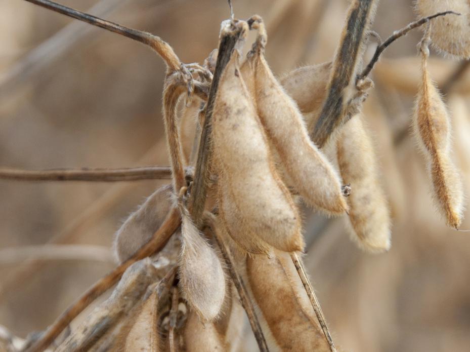 The U.S. Department of Agriculture forecasts Mississippi farmers to plant 1.75 million acres of soybeans, down by 70,000 acres in 2011. This will mark the third consecutive year of reduced soybean acreage in the state. Soybeans remain the leader in the state's planted acreage. (2011 Photo by Kat Lawrence)