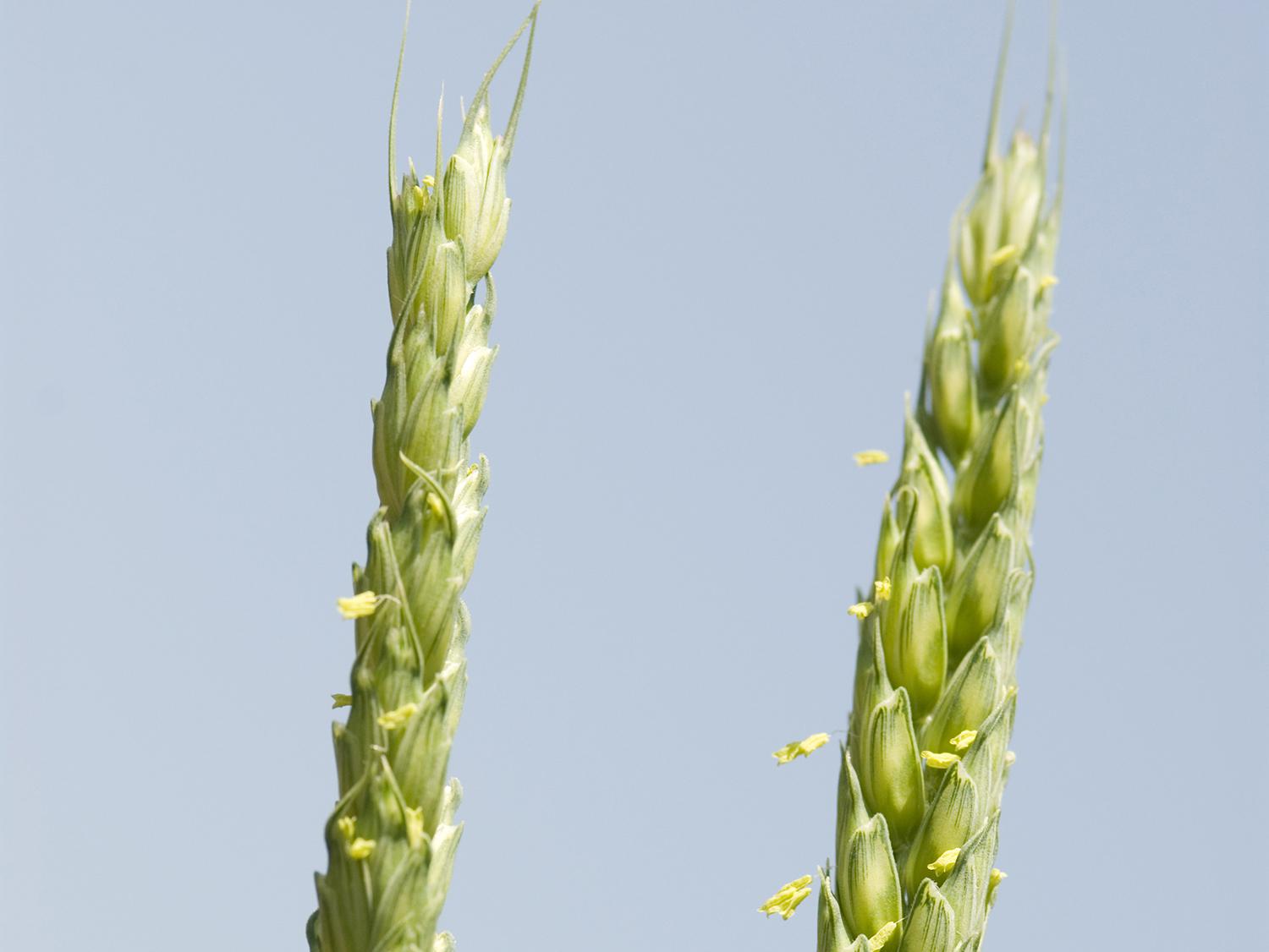 Wheat acreage is up in Mississippi, but a wet winter stunted growth in the state's crop. (Photo by MSU Ag Communications/Marco Nicovich)