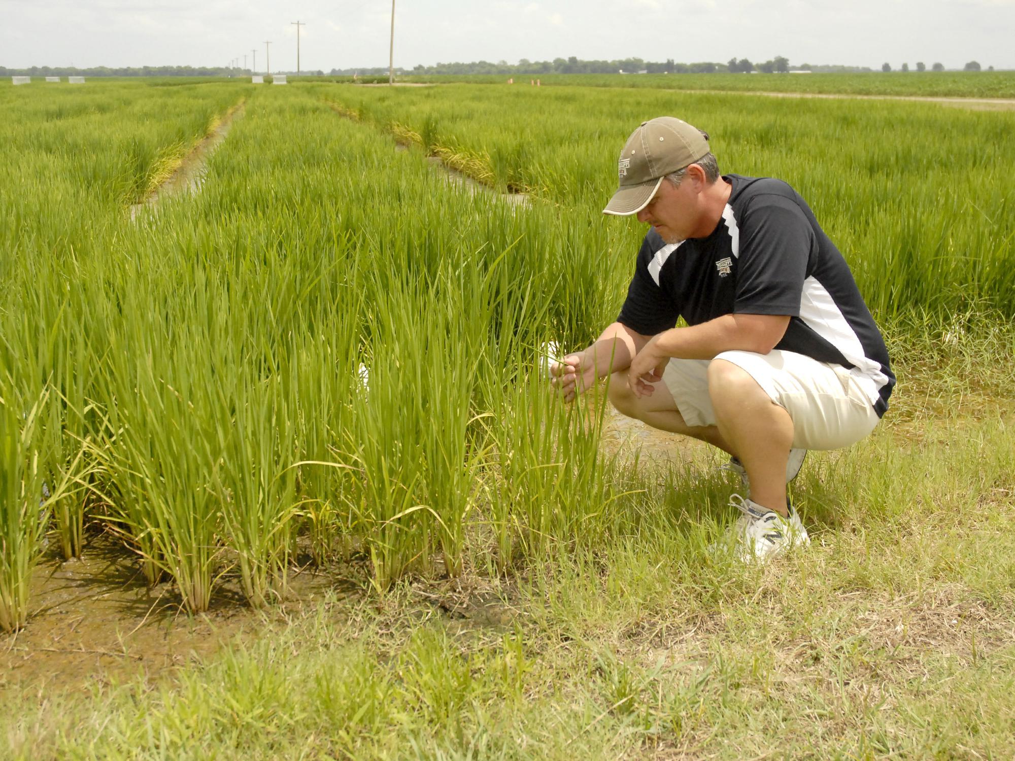 Paxton Fitts, research associate with the Mississippi Agricultural and Forestry Experiment Station, examines rice growing in a variety trial at Mississippi State University's Delta Research and Extension Center in Stoneville, Miss., on July 16, 2013. (Photo by MSU Ag Communications/Linda Breazeale)