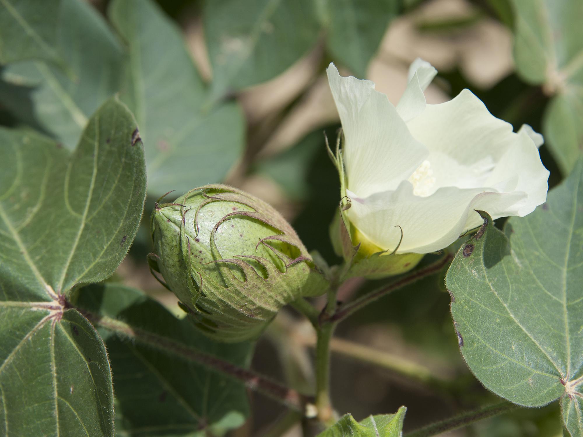 The state's cotton remains two to four weeks behind schedule after rains delayed spring planting. One cotton boll is nearing maturity as another flower blooms on this cotton plant Aug. 23, 2013, on Mississippi State University's R.R. Foil Plant Science Research Center in Starkville. (Photo by MSU Ag Communications/Kat Lawrence)