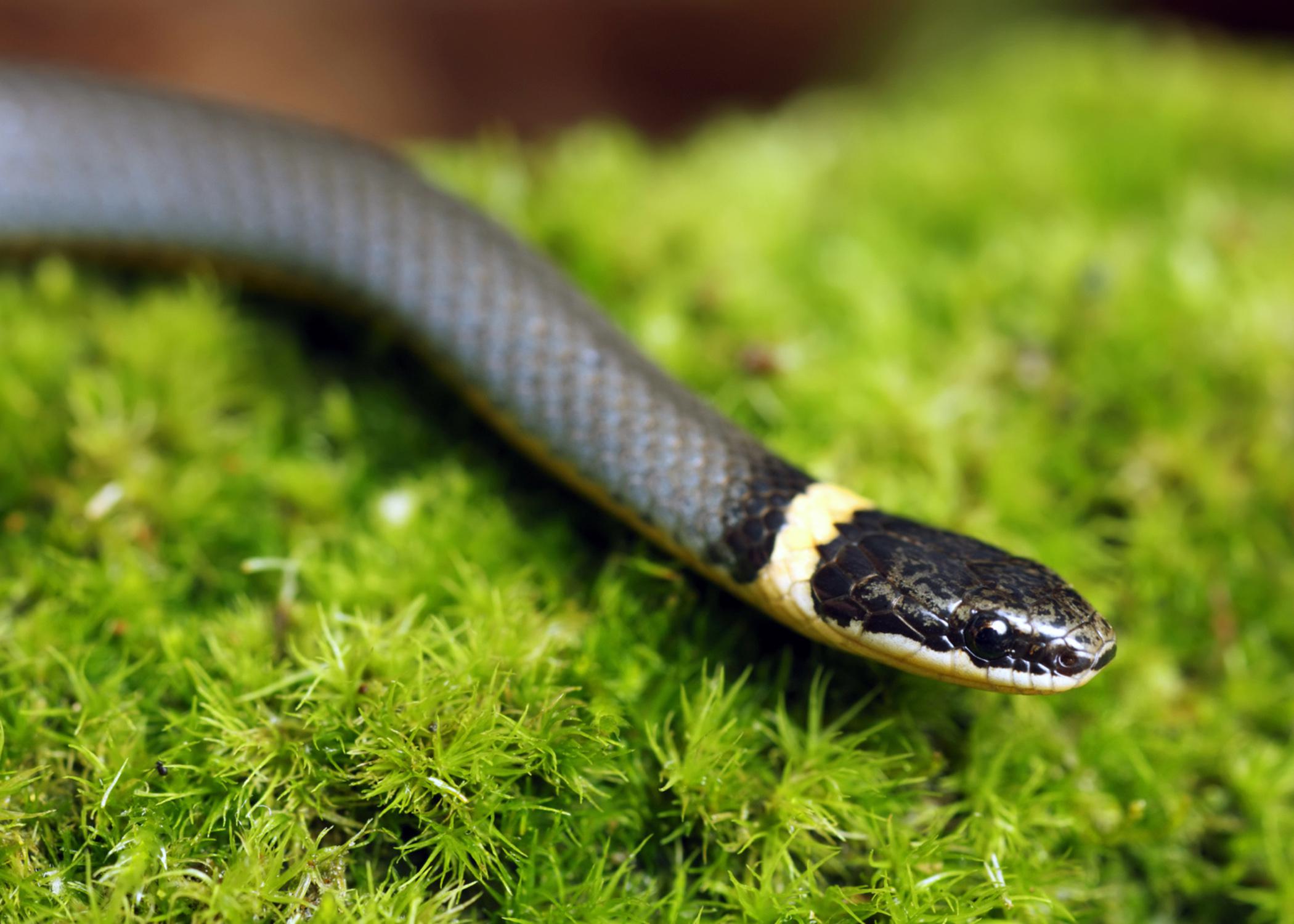 Most snakes in Mississippi, such as this ringneck snake, are nonvenomous and help control rodent and other nuisance wildlife populations. (Photo by iStockphoto)