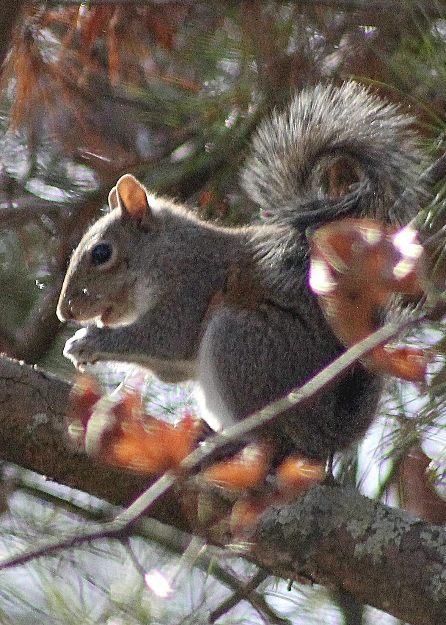 This squirrel enjoys the fruits of his labor after digging up a nearby cache. (Photo by Marina Denny)