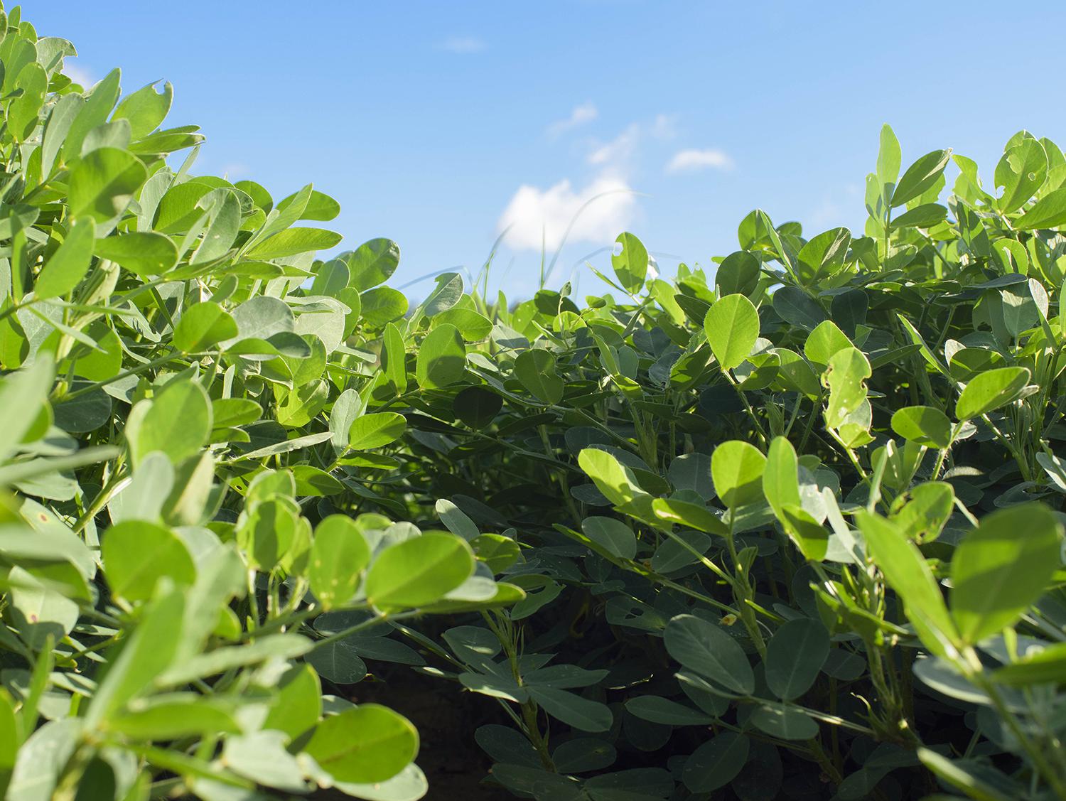 Strong demand for peanuts has encouraged Mississippi growers to plant more of them this year. The U.S. Department of Agriculture projects peanut producers will plant 44,000 acres this year compared with 39,000 in 2016. (File photo by MSU Extension Service/Kevin Hudson)