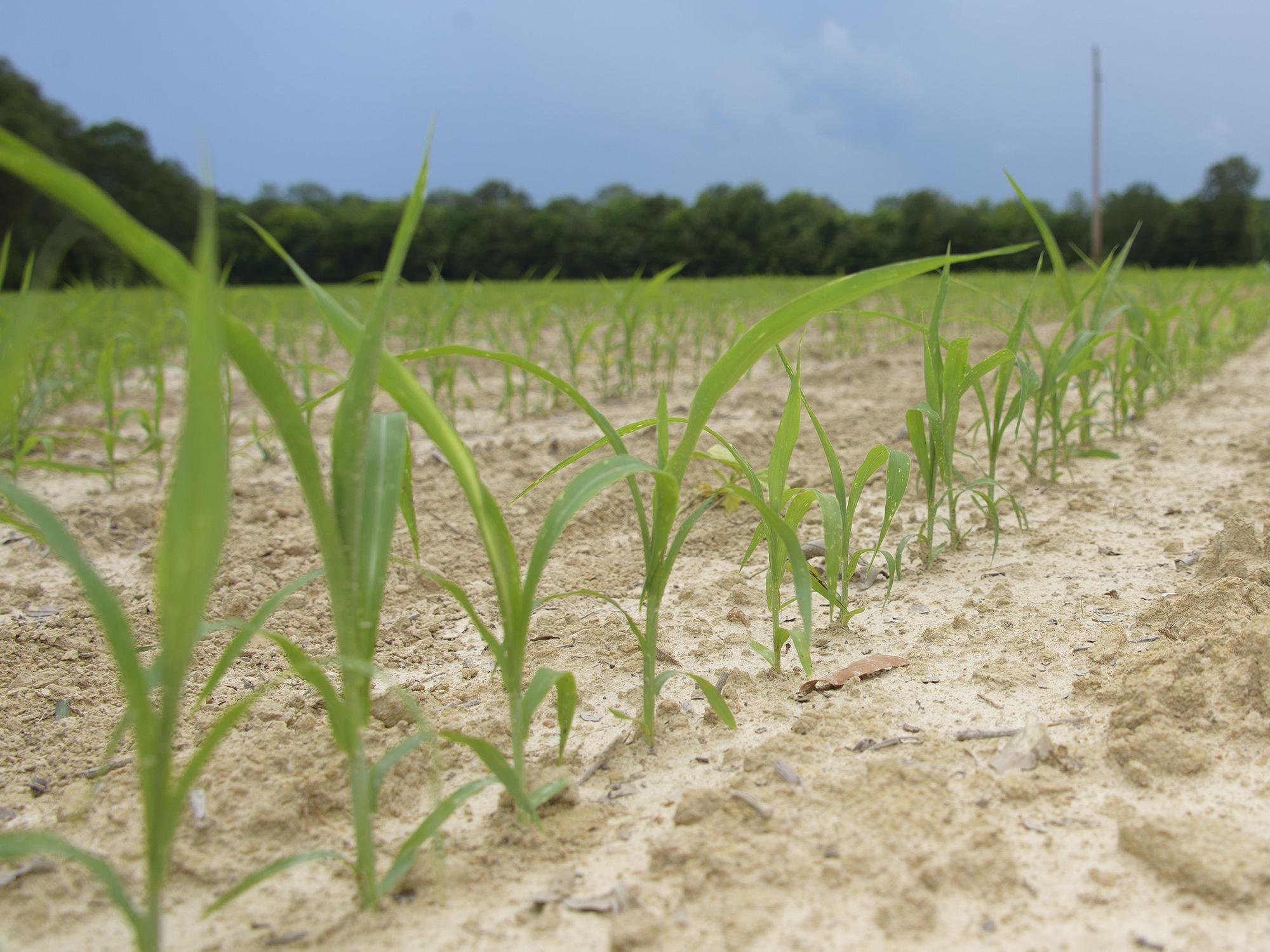 Grain sorghum emerges in this Oktibbeha County field June 14, 2017. Mississippi growers are projected to plant 10,000 acres of the crop this year, which would be a record low. (Photo by MSU Extension Service/Kevin Hudson)