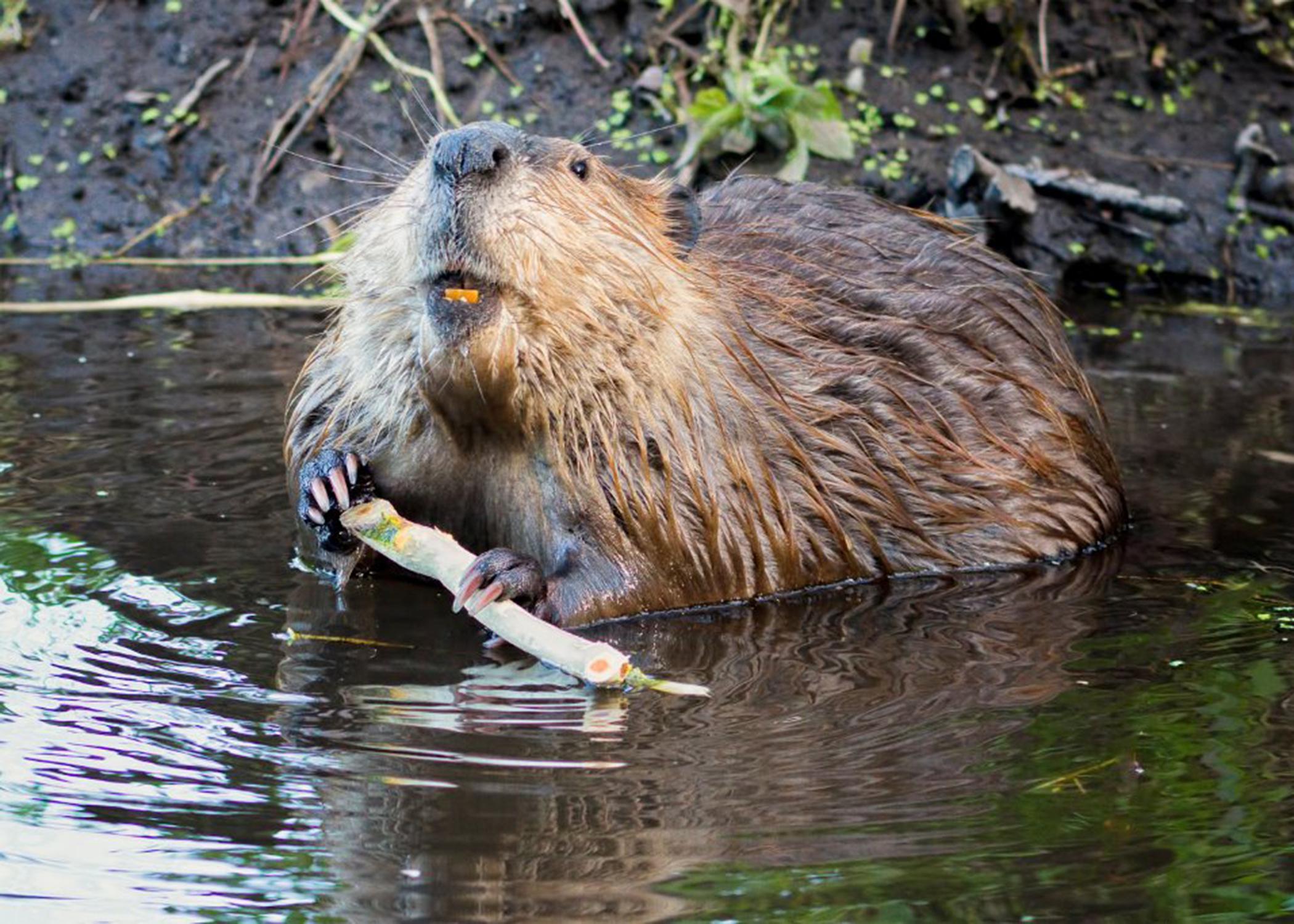 Some landowners view beavers as costly nuisances because their dams can flood agricultural fields and forests. However, these ecosystem engineers create ponds that are ultimately beneficial to the overall ecology of an area, including wildlife populations. (Submitted photo)