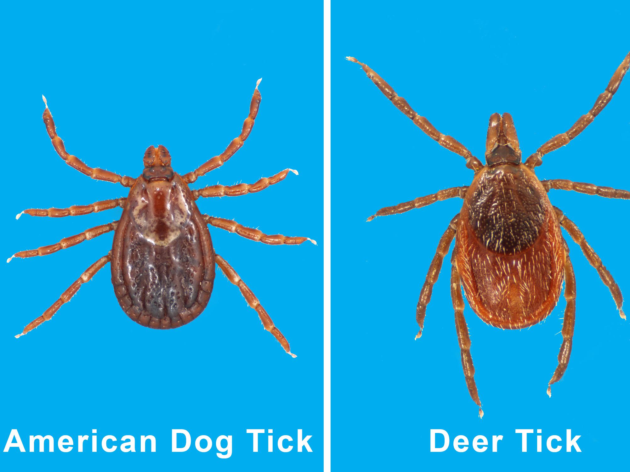 The deer tick and the American dog tick, shown here, are two of the five most common tick species found in Mississippi. The state is home to about 19 tick species. (File photos by MSU Extension Service/Blake Layton)
