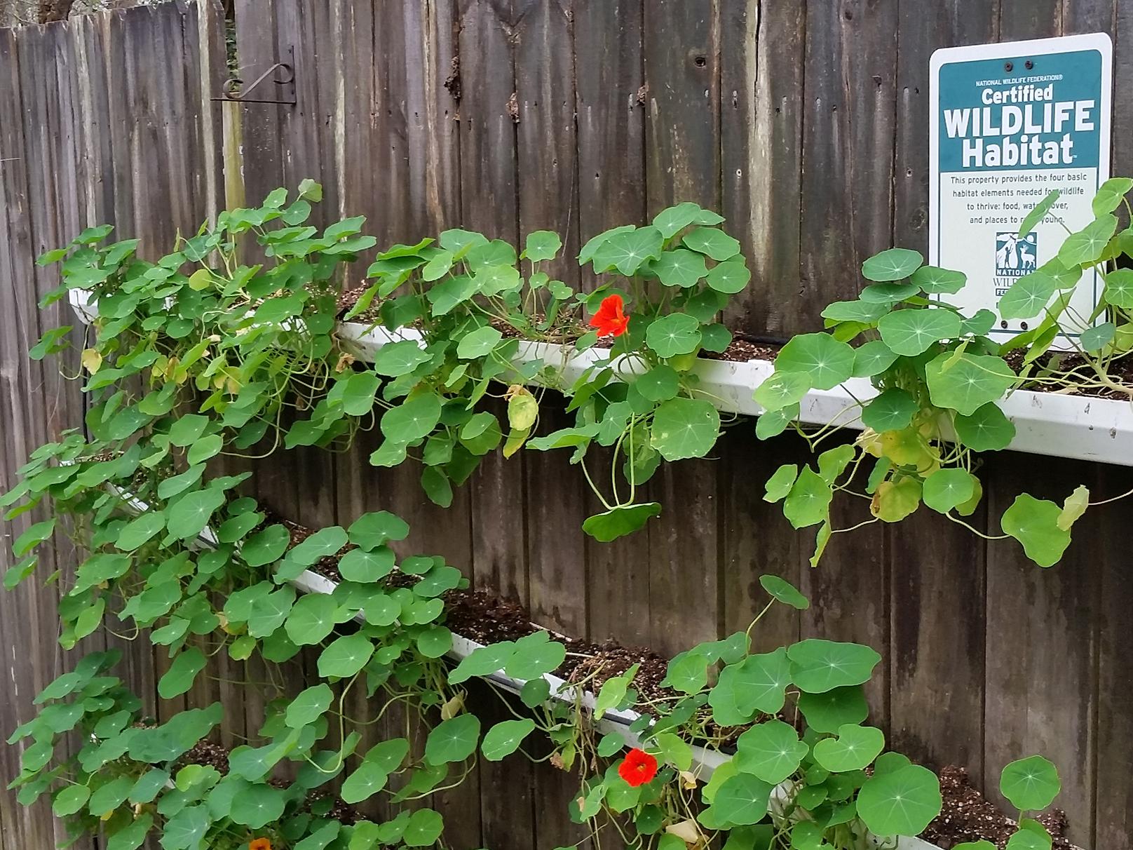 These nasturtiums growing in containers in full sun began blooming Feb. 28. By the end of March, they will be a wall of flowers. (Photo by MSU Extension/Gary Bachman)