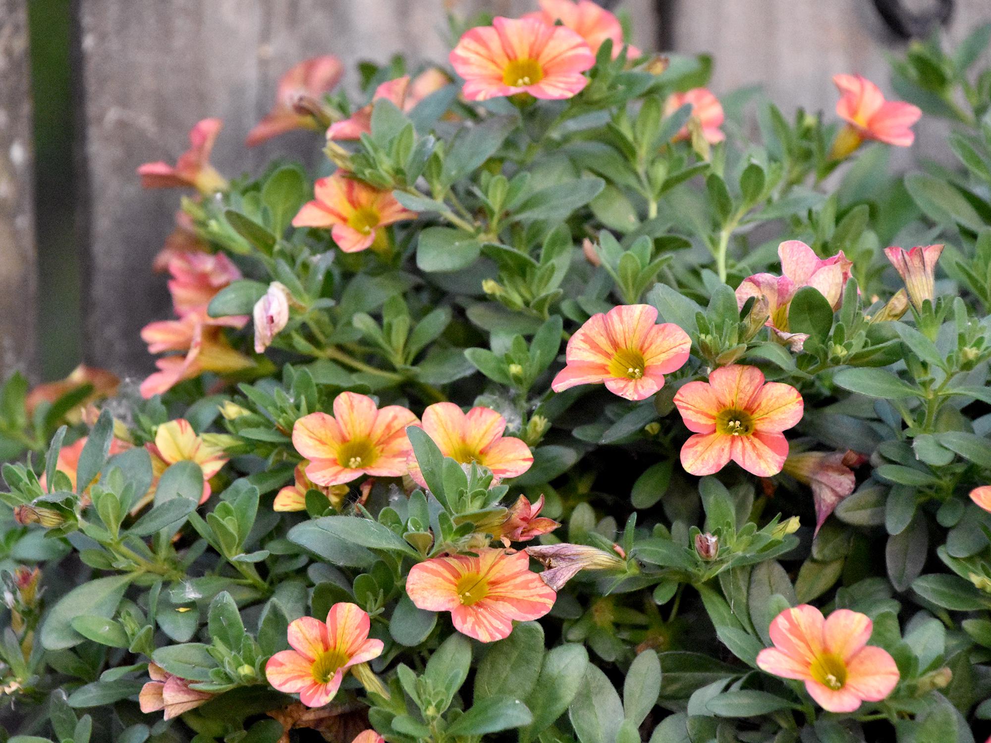 Superbells Supertunias such as these Tropical Sunrise selections have tremendous growth potential and funnel-shaped flowers that add pizazz to the landscape. (Photo by MSU Extension/Gary Bachman)