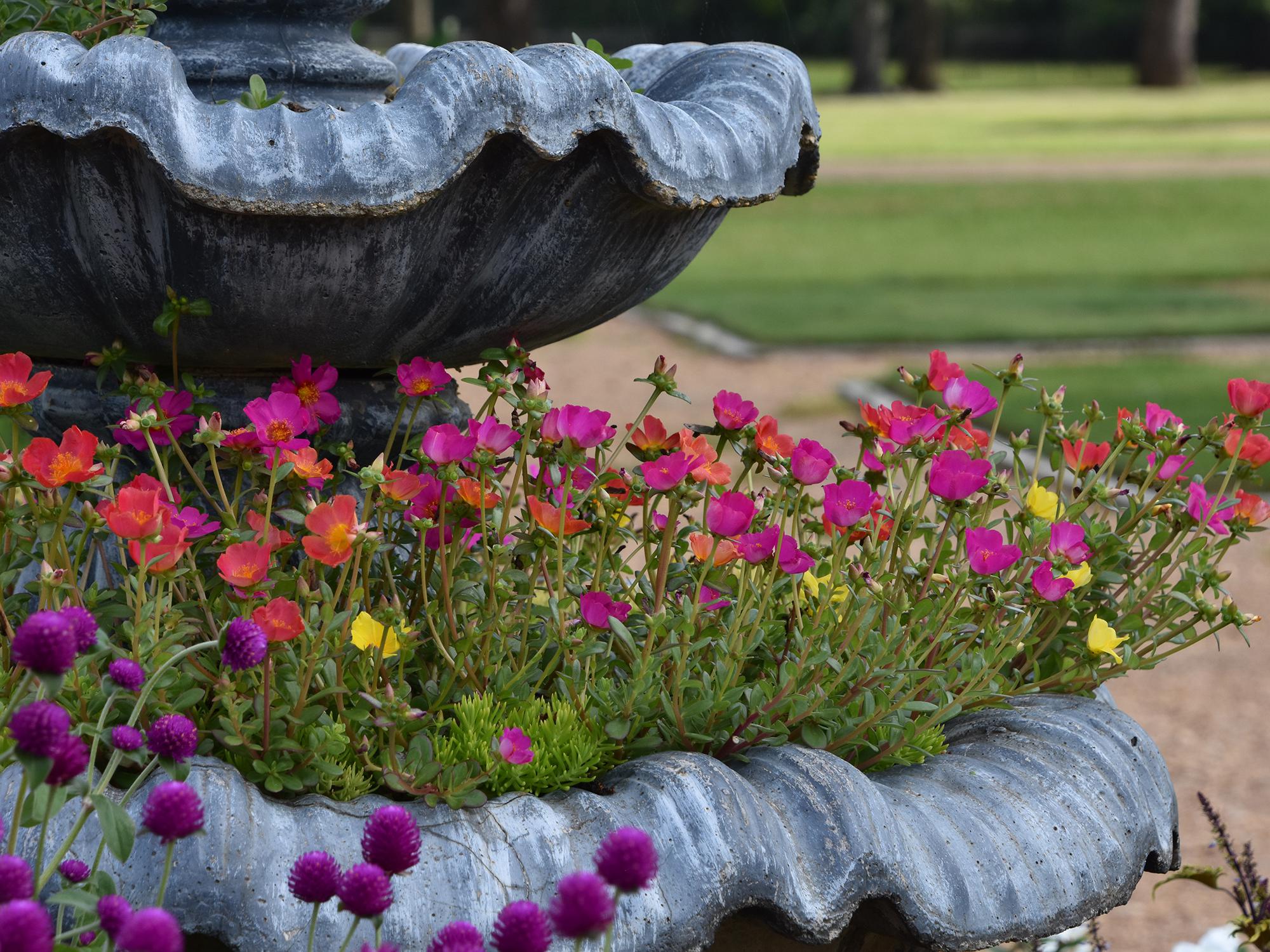 Purslane such as this Mojave Mixed selection thrive in patio containers and hanging baskets that take advantage of its spreading and trailing growth characteristics. (Photo by MSU Extension/Gary Bachman)