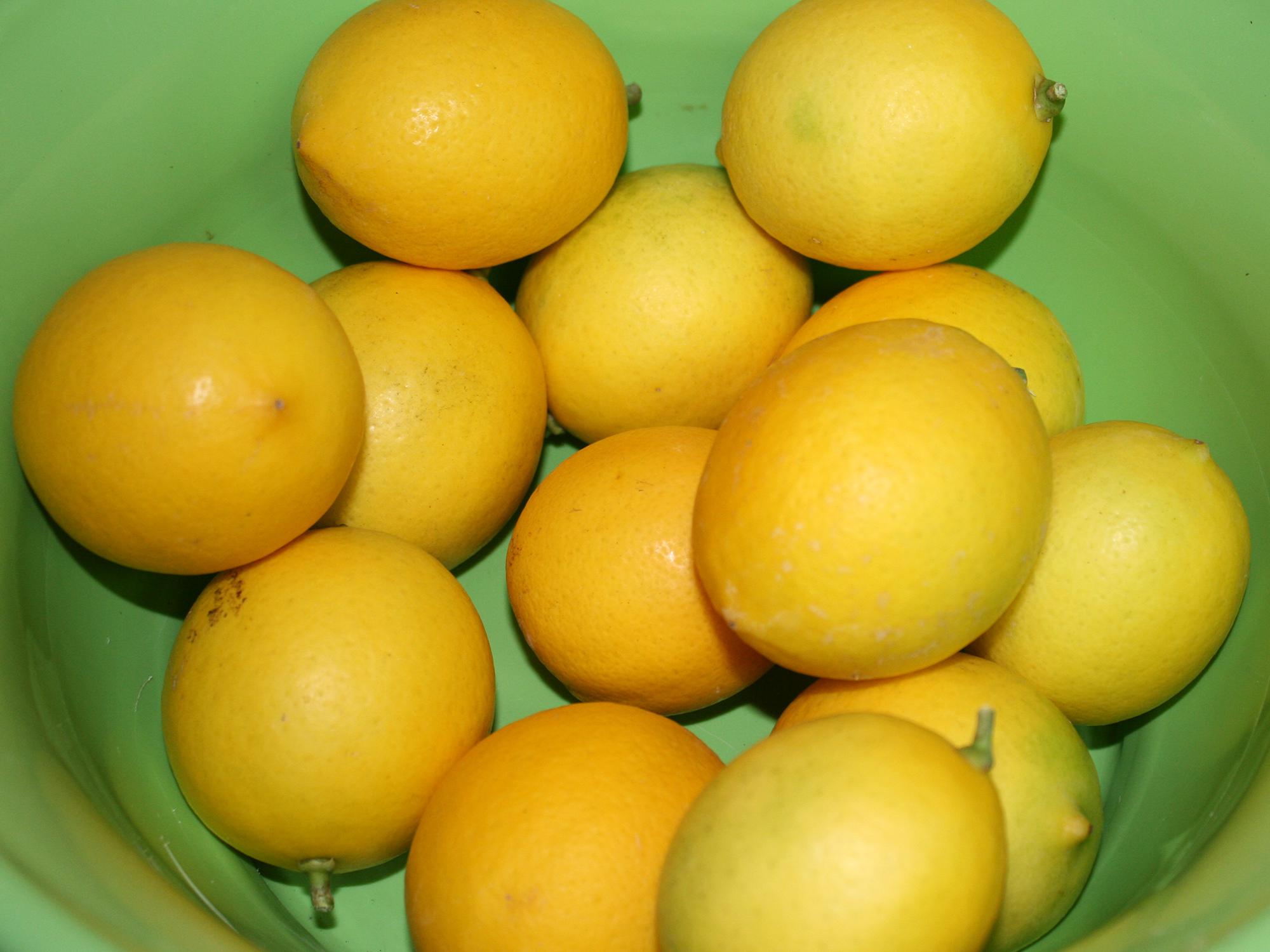 Meyer lemons, a cross between a lemon and an orange, are thin-skinned and sweet. They can be grown in Mississippi landscapes. (Photo by MSU Extension/Gary Bachman)