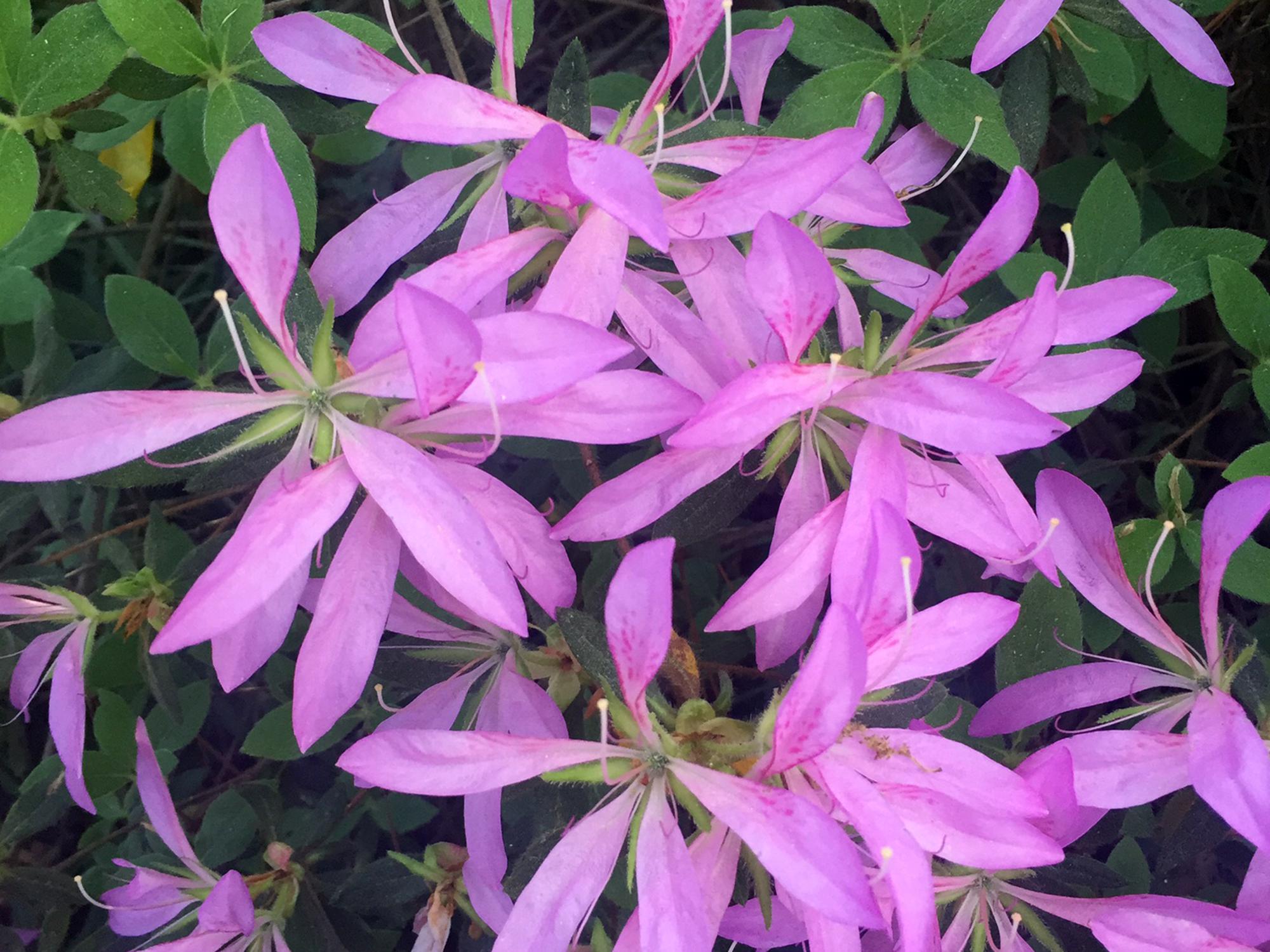 Long, narrow lavender flower petals open wide among the dark green leaves.