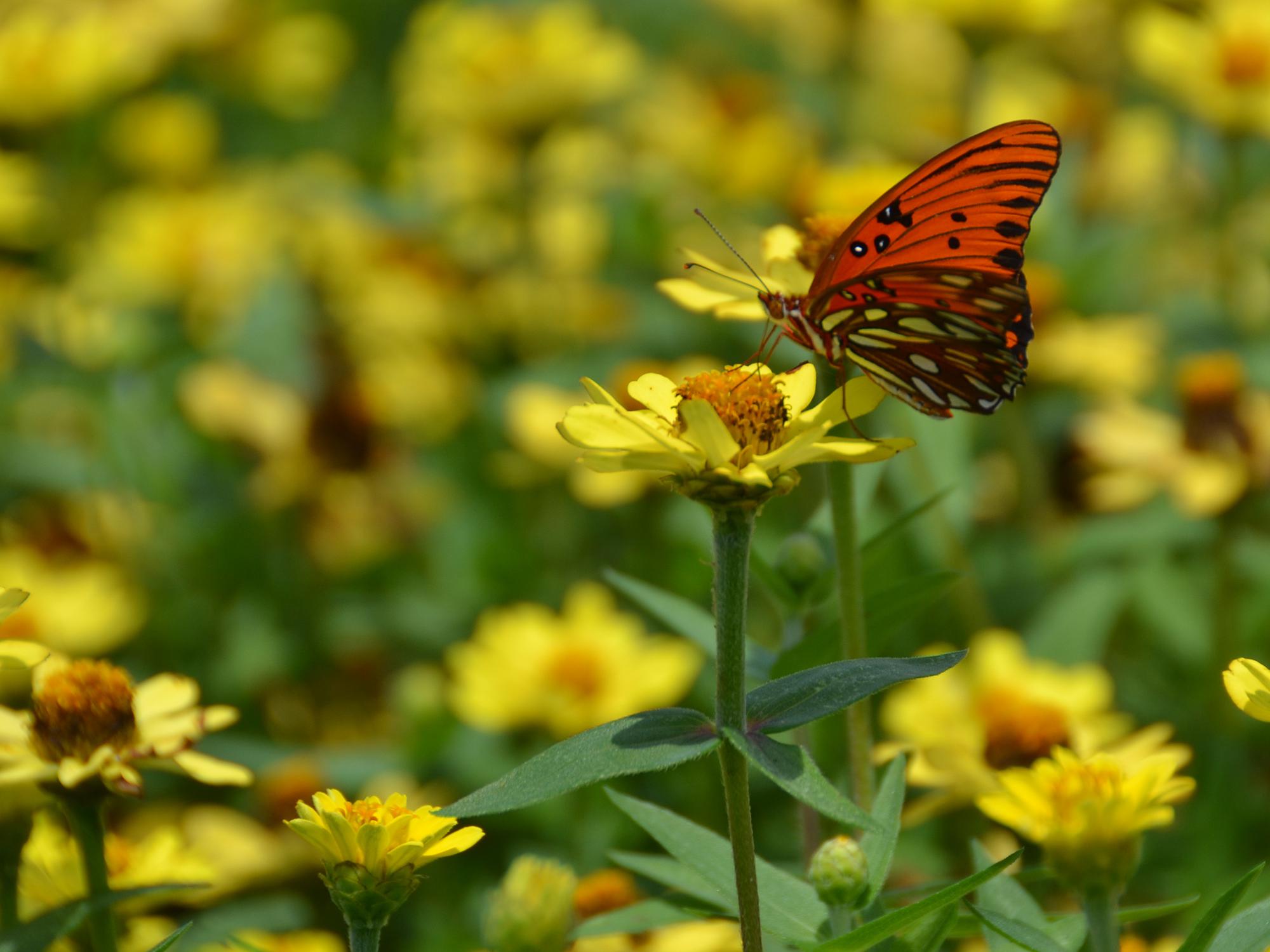 A butterfly gathers nectar from a yellow flower in a group of yellow flowers.