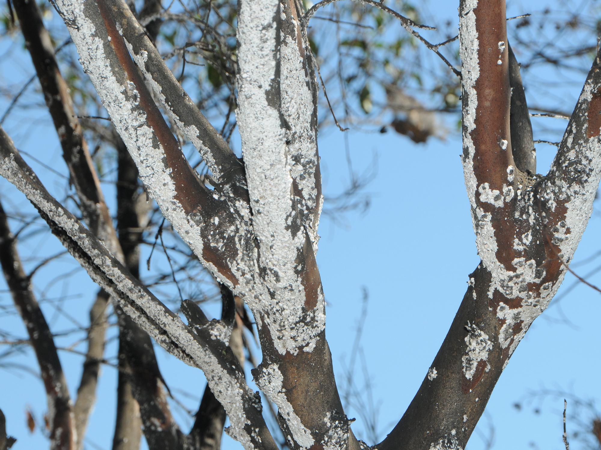 Branches of a tree are covered with a white, felt-like substance.