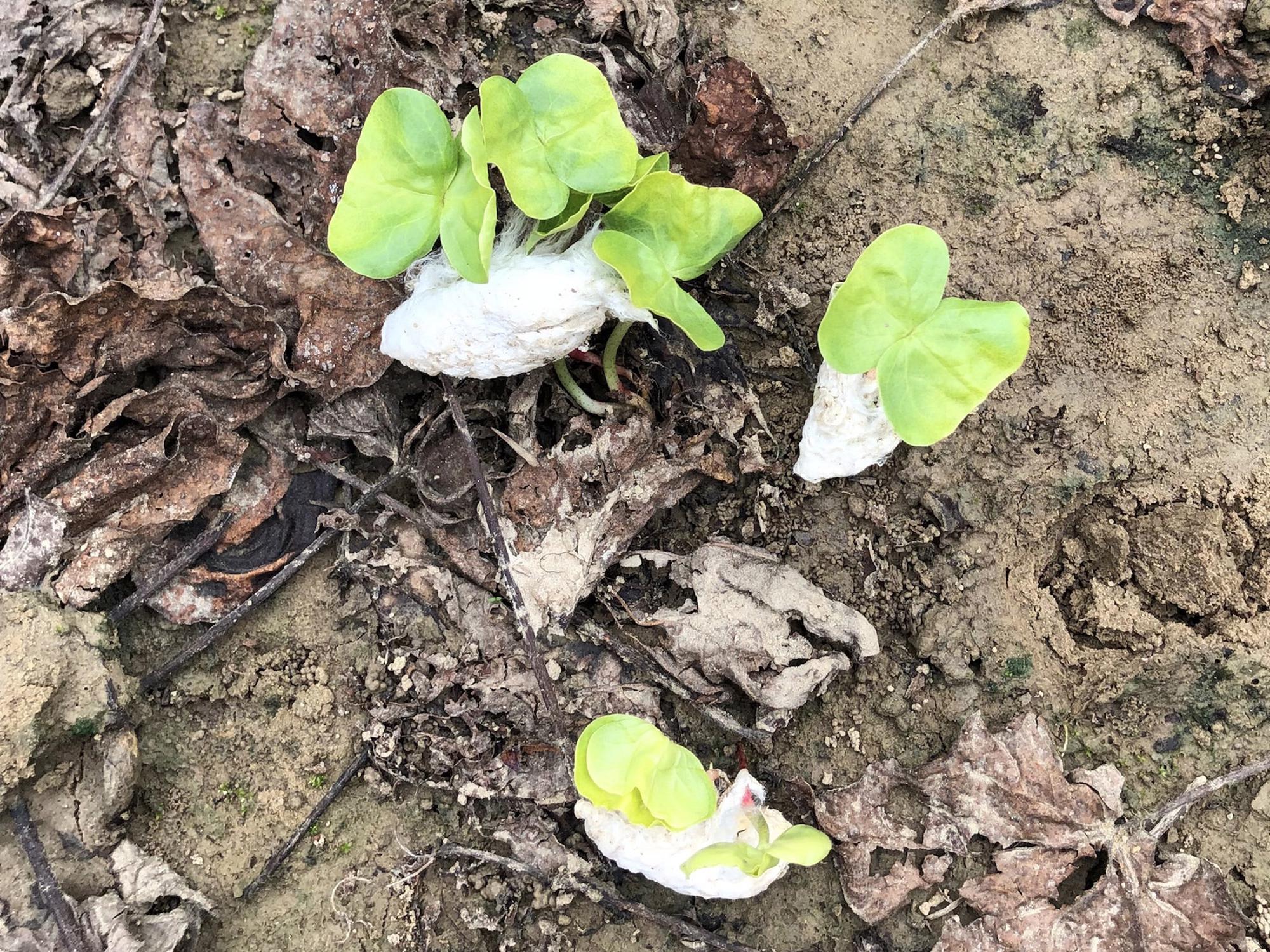 Cotton with sprouting plants lies on muddy ground.