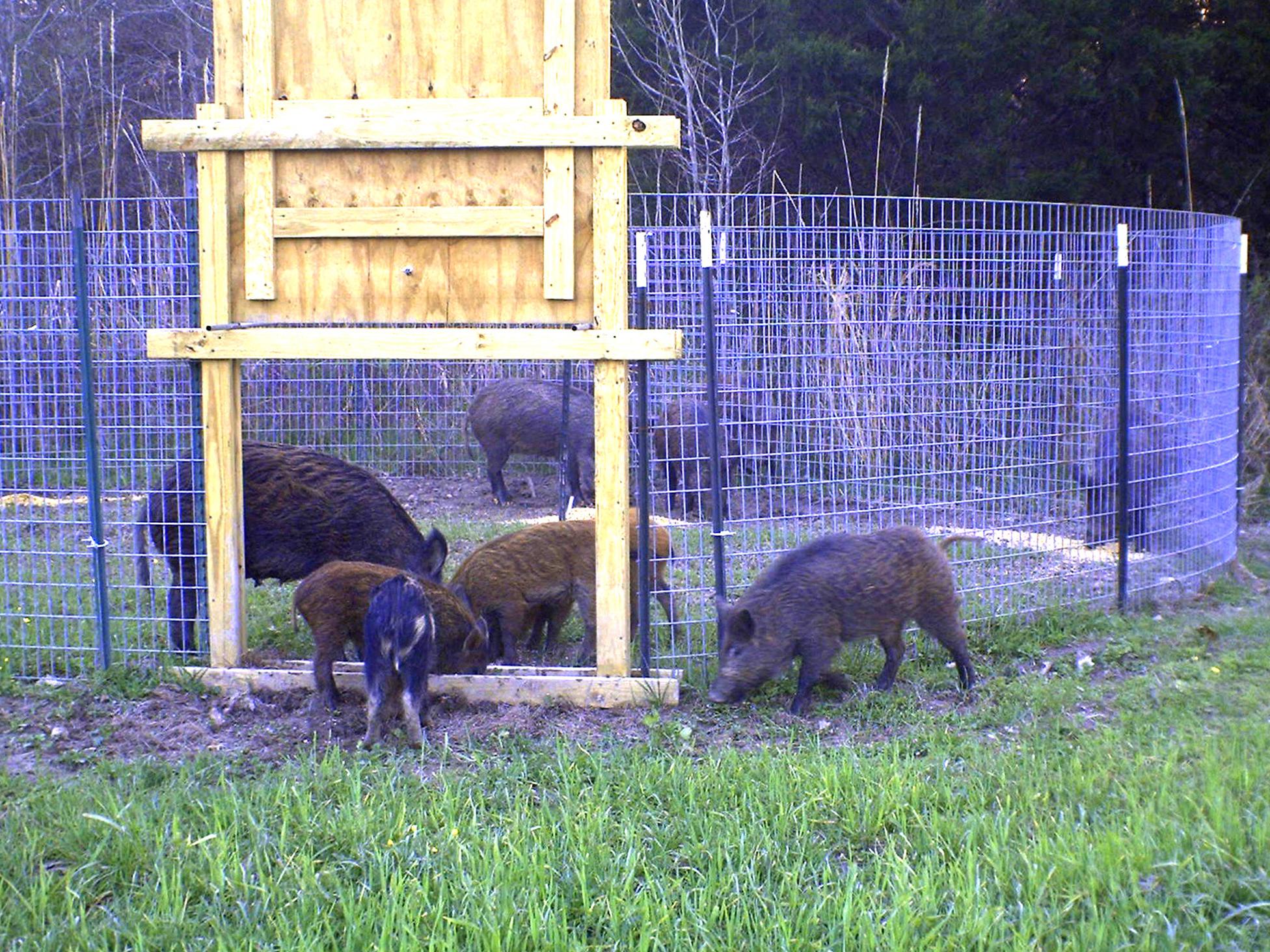 Several brown and multicolored adult and young hogs sniff the ground inside and outside a round wire pen with a wooden door suspended over the opening.