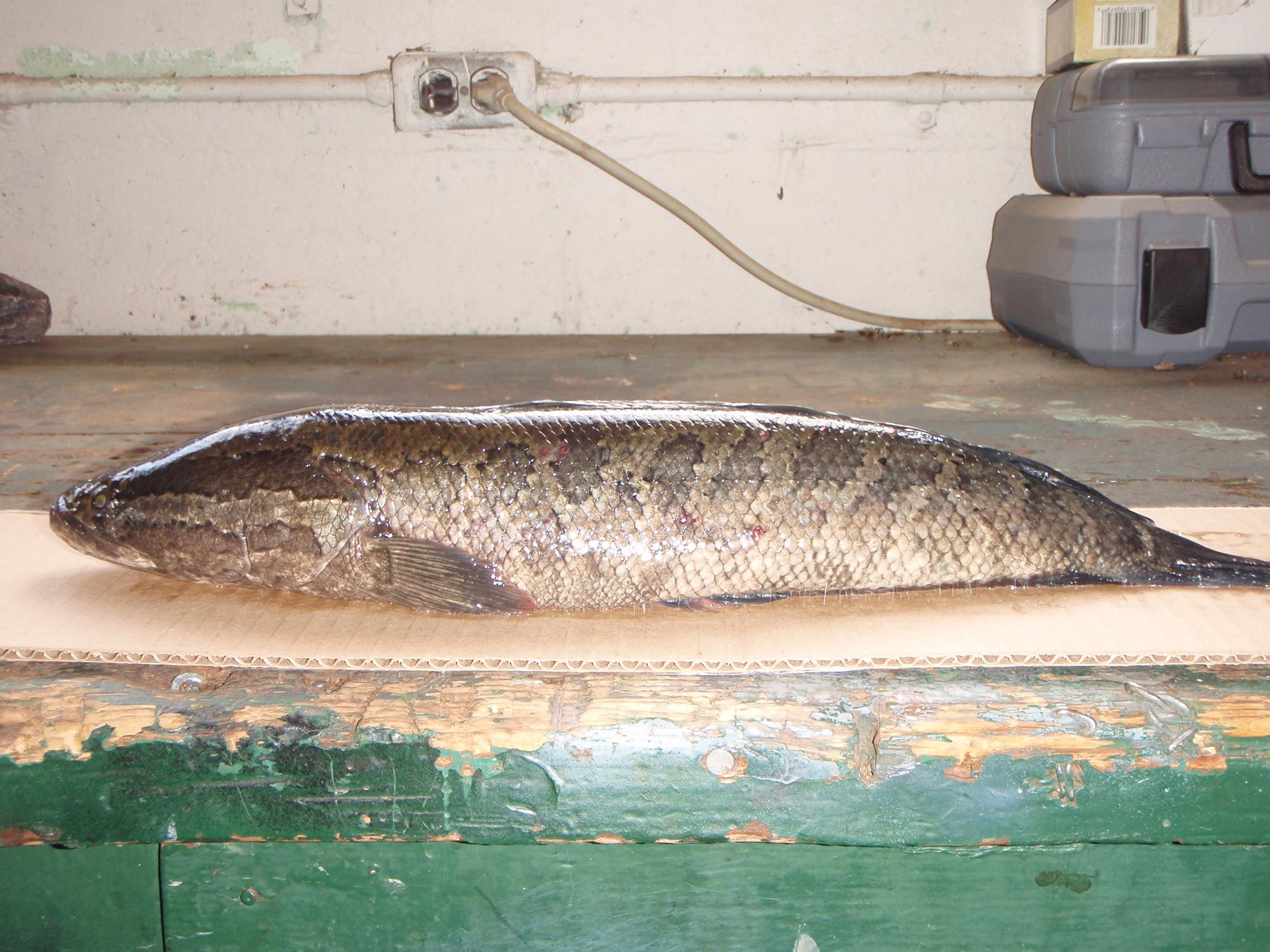 A northern snakehead is an invasive fish that can reach lengths of about 33 inches and are generally golden tan to a pale brown with dark-brown mottling.