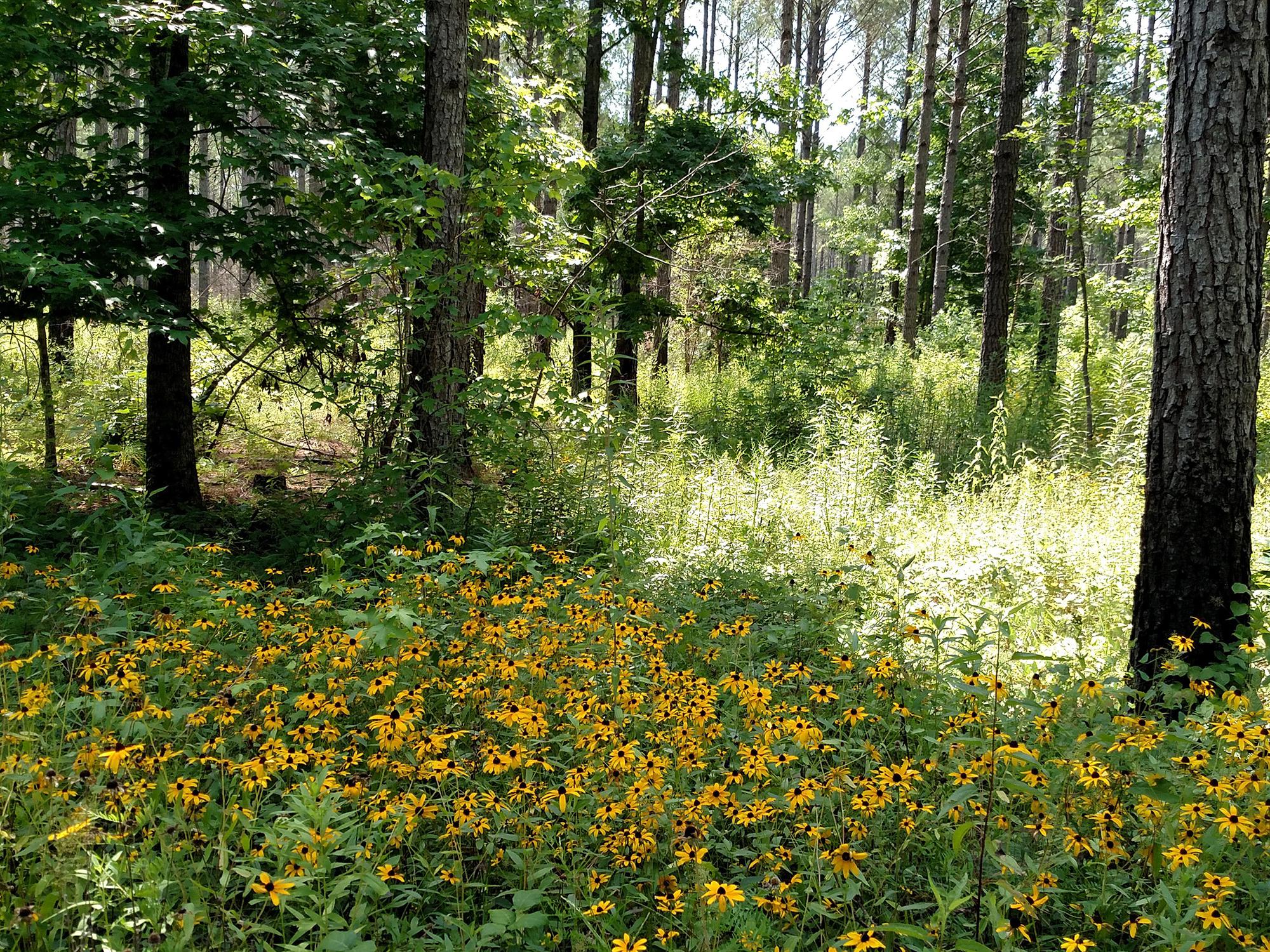 Thick, shoulder-high plants growing under tall trees in a wooded area.