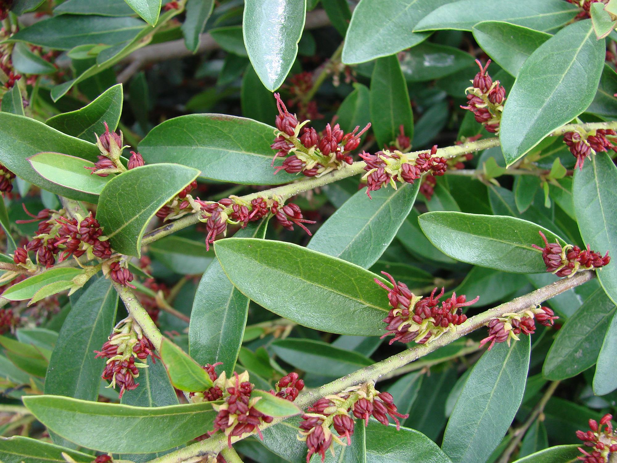 Small red berries and green leaves line a distylium branch.