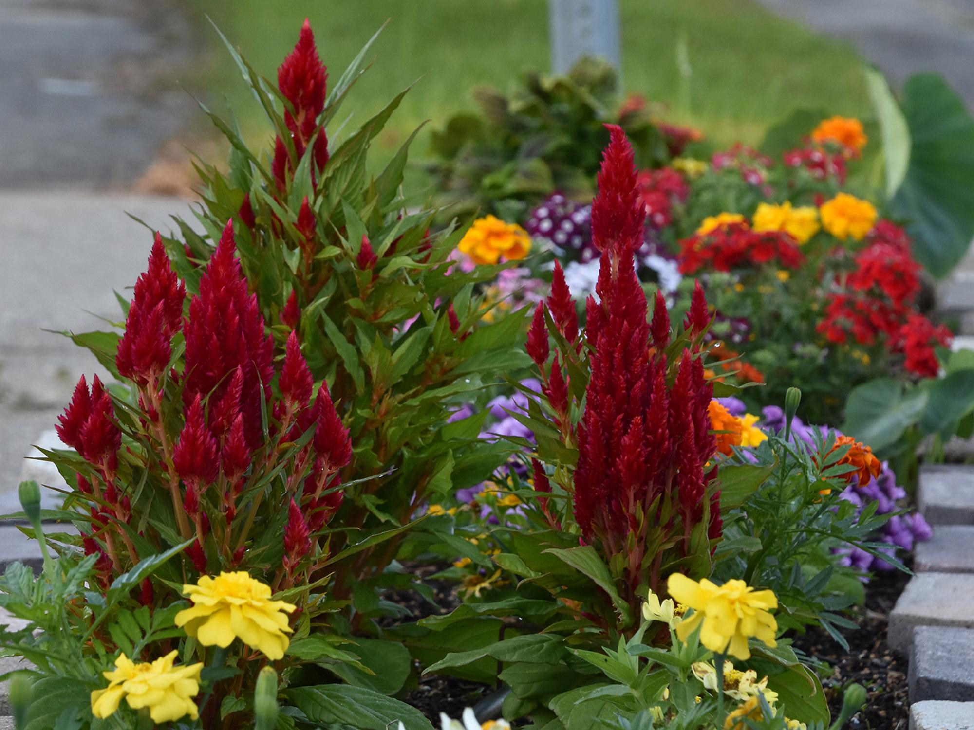 Fiery red blooms reach upward against a brick wall.