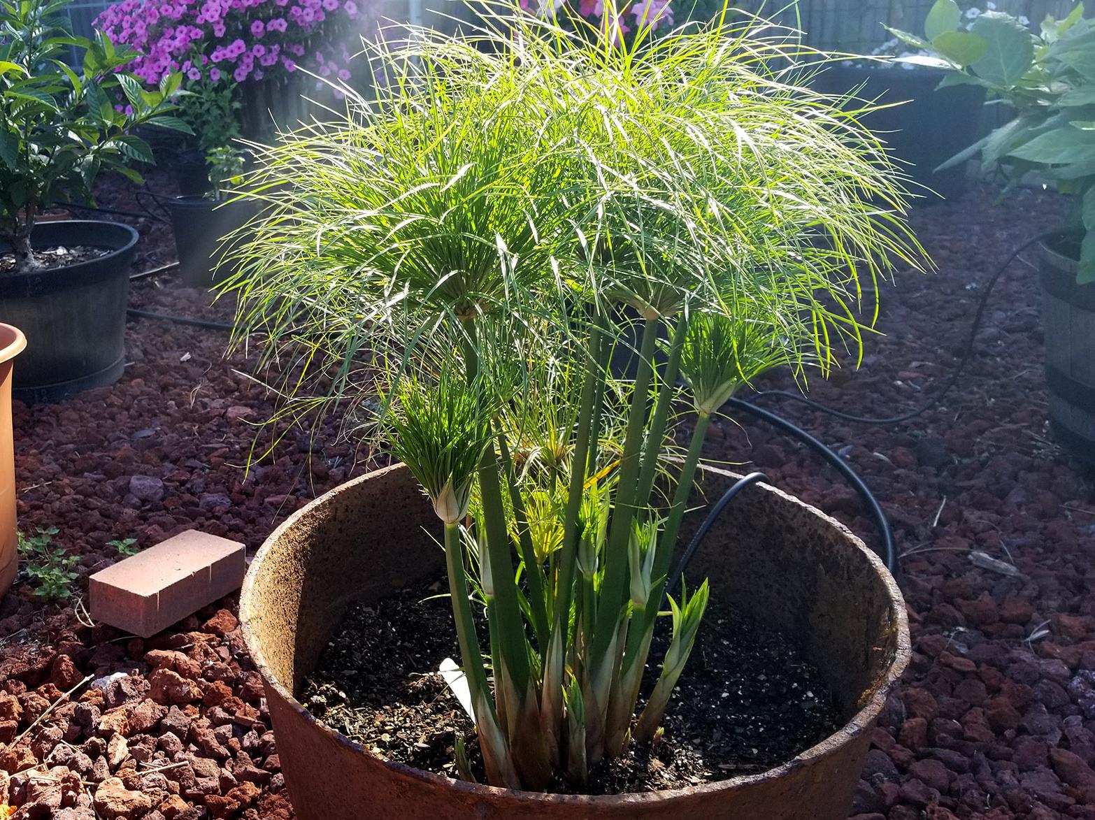 A short papyrus plant grows in a metal cauldron. 