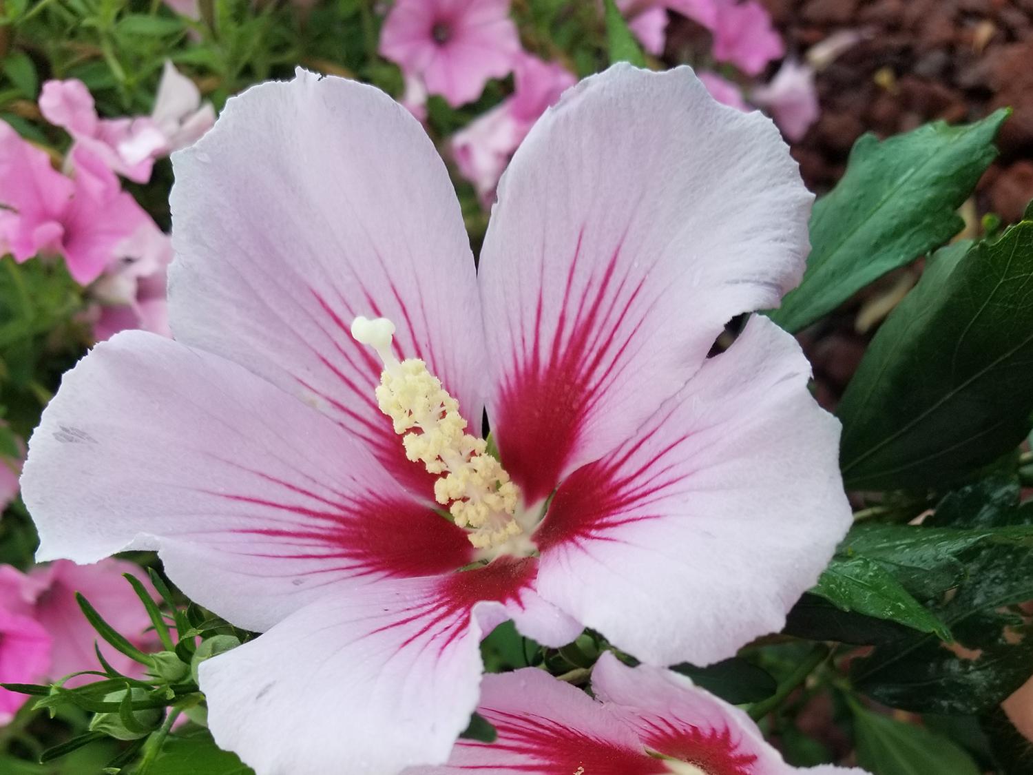 Light pink blooms has dark pink centers.