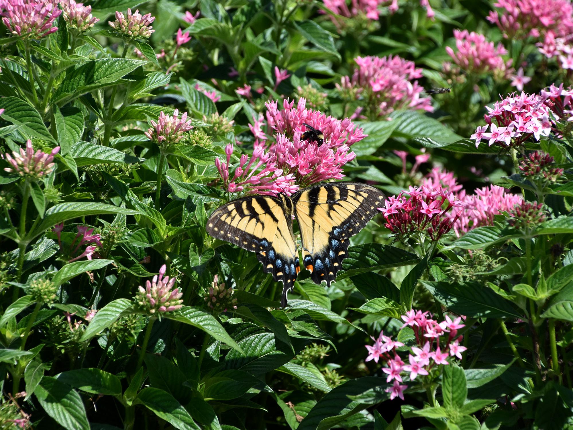 A yellow butterfly sits atop a green bush with pink flowers.