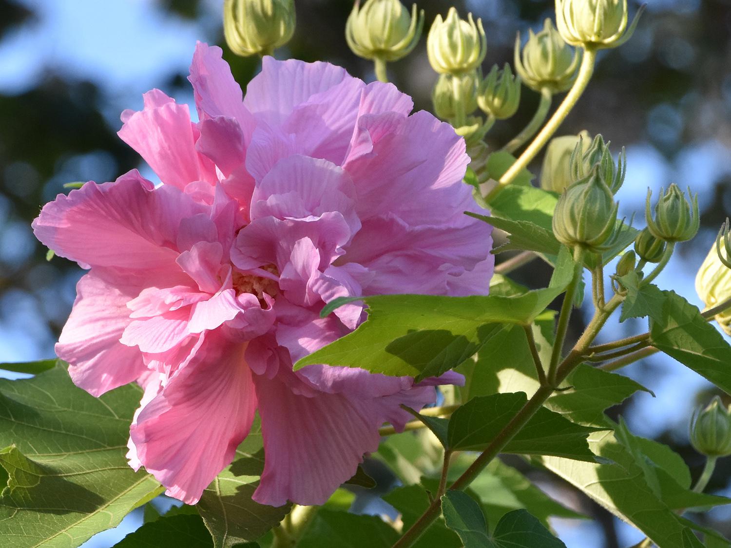 A single, pink flower rests at the end of a branch seen against a leaf-filled blue sky.