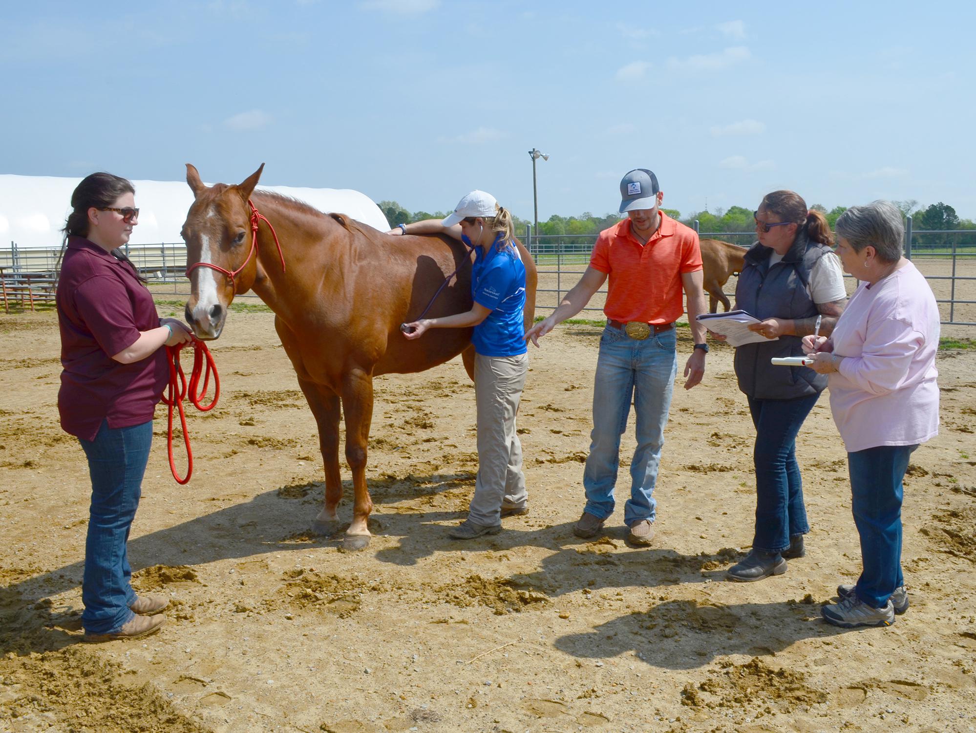 Five people stand around a brown horse in a dirt paddock. One person has her hands on the horse as she listens to its side with a stethoscope. Two women are holding notepads and listening.