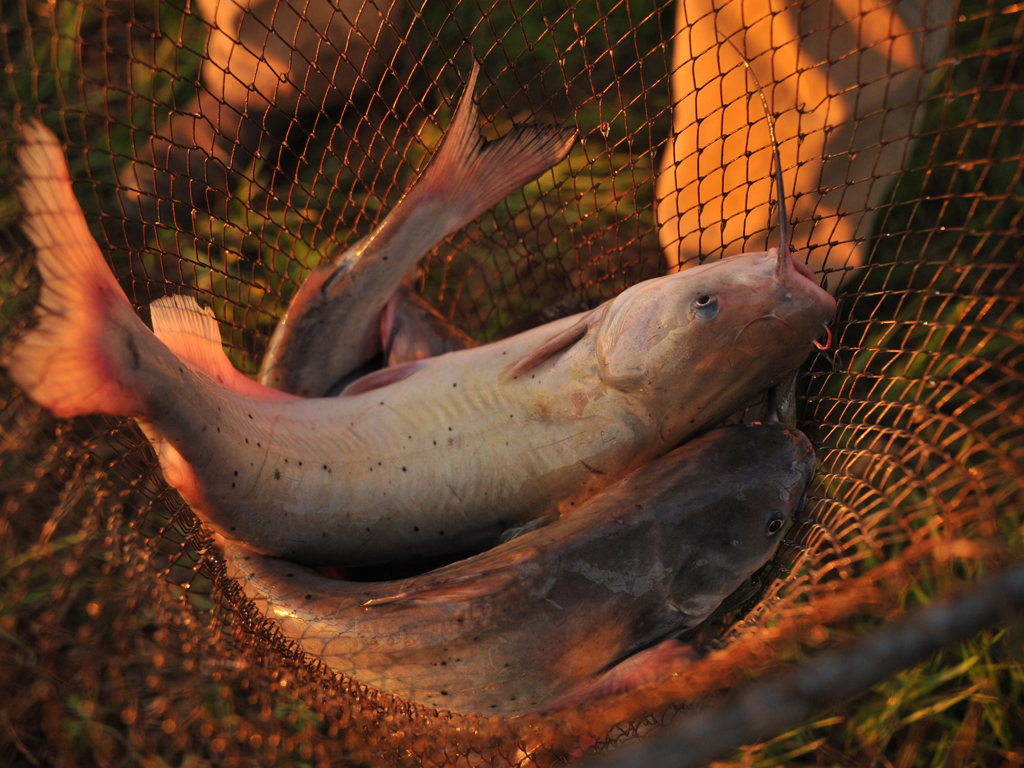 Two catfish with black spots and pink tails in a net.