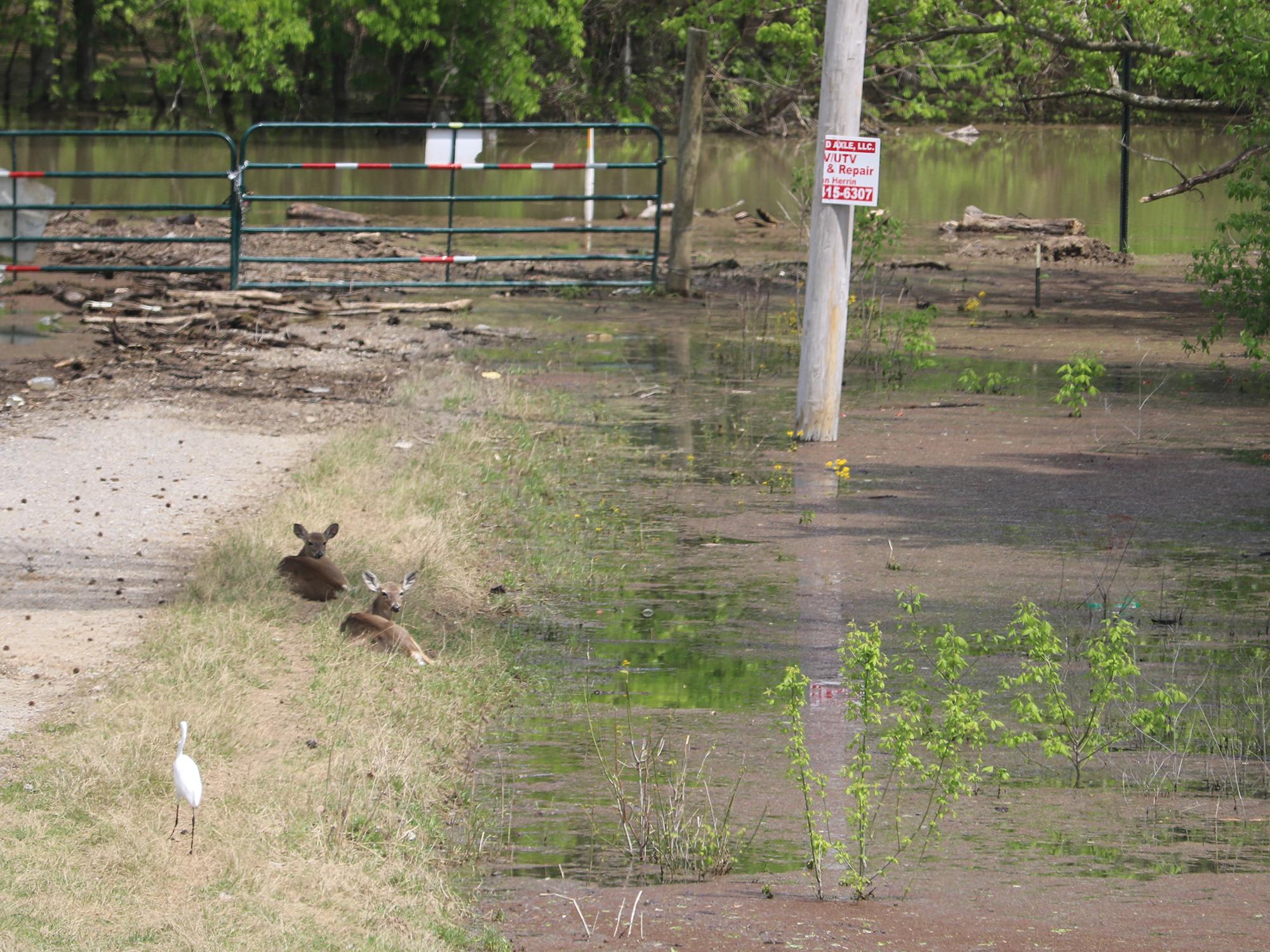 Two deer are lying down beside a remote road that ends at a closed farm gate with floodwater and debris floating beyond and around the area.