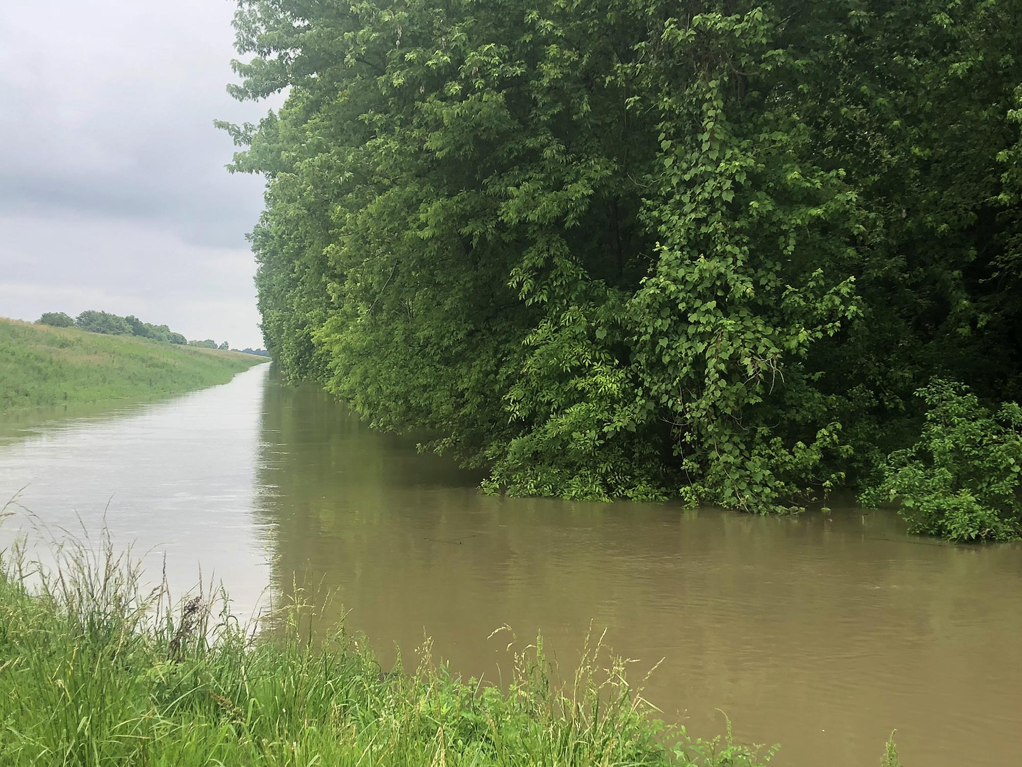 A green mass of hardwood trees rise up from floodwaters beside a long, raised levee.