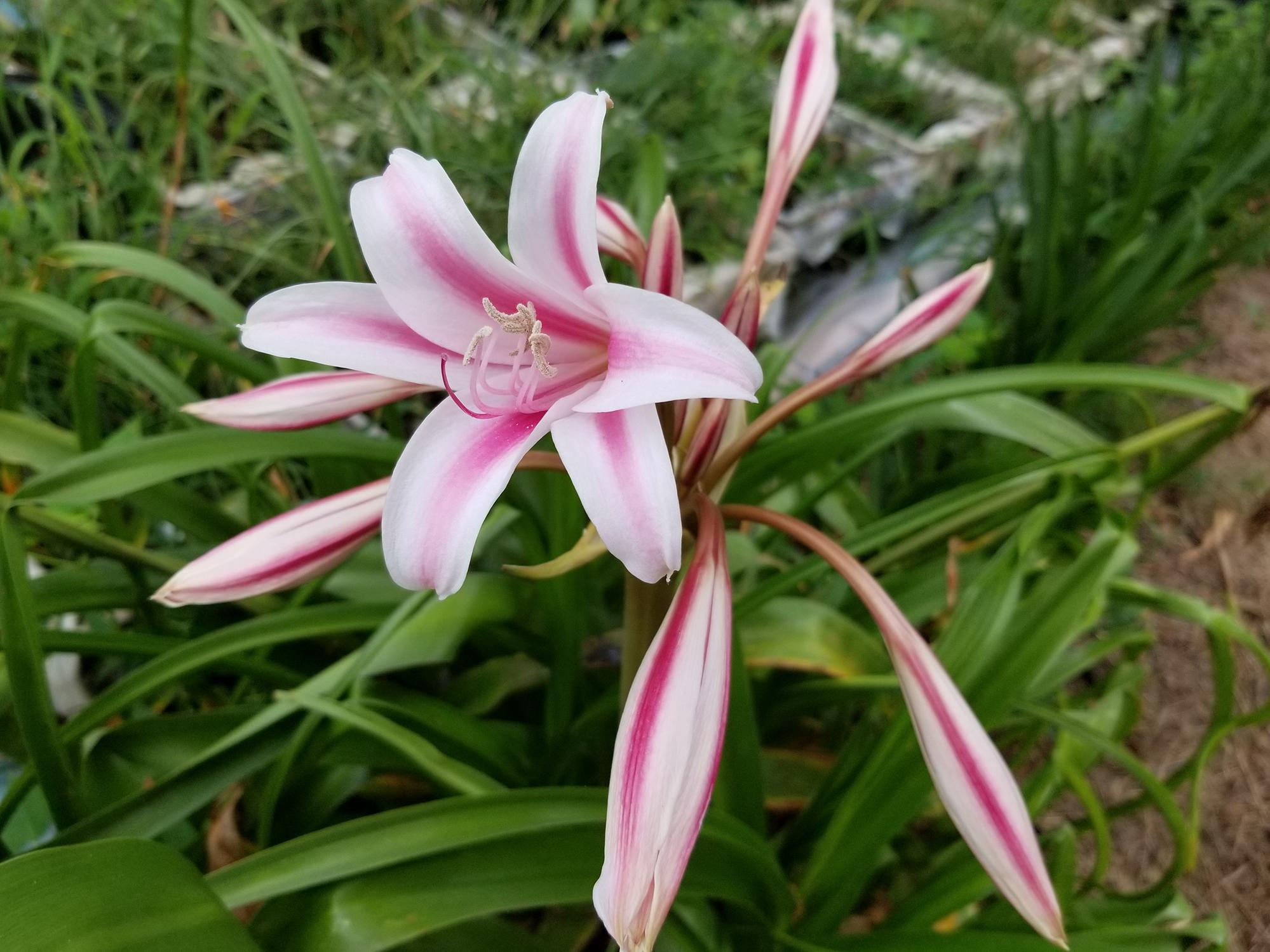 A group of white flowers with bold, pink stripes is pictured against a garden background.