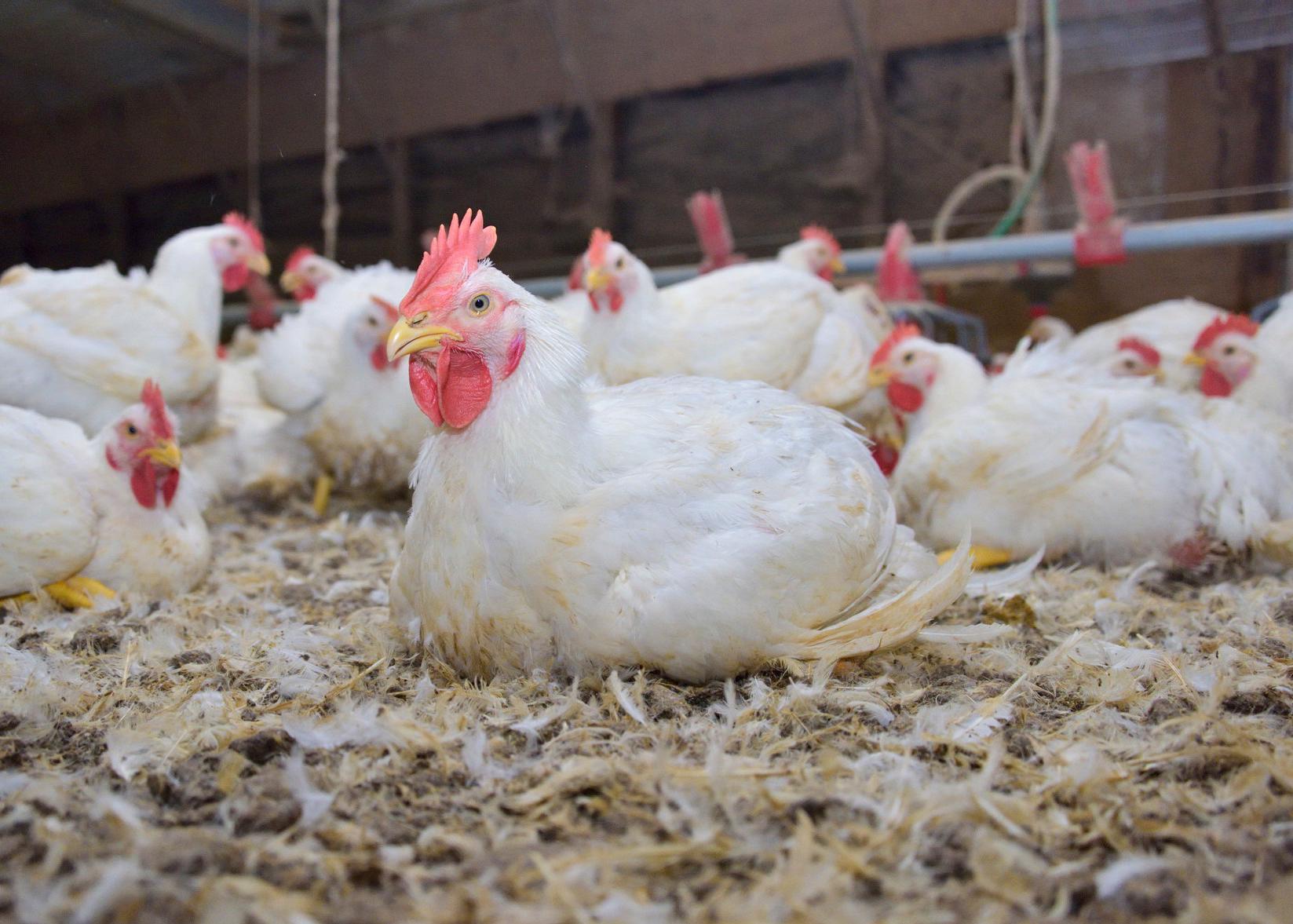 A white chicken sits on the ground in a poultry house.