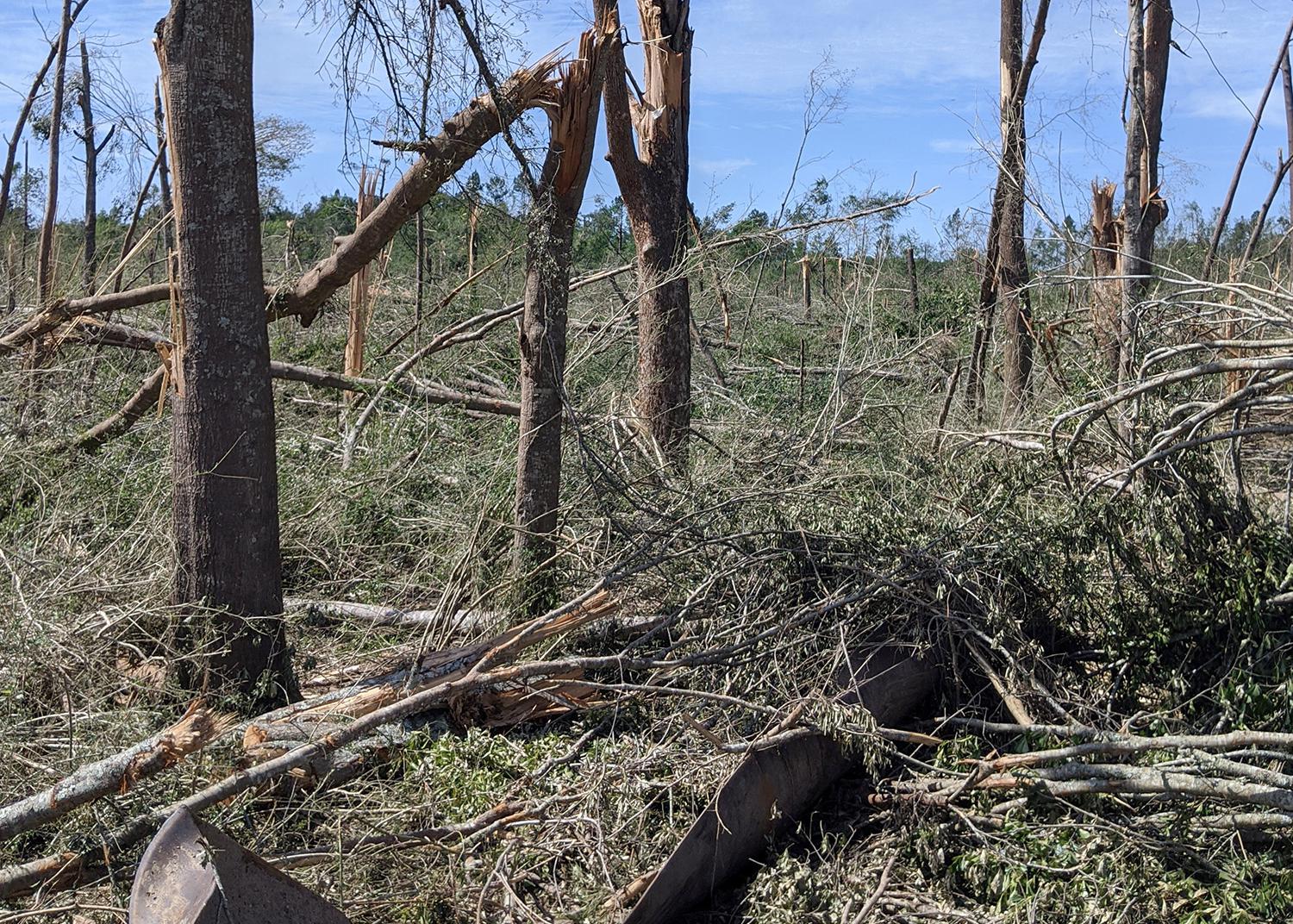 A twisted piece of metal lies mangled among broken and downed trees.