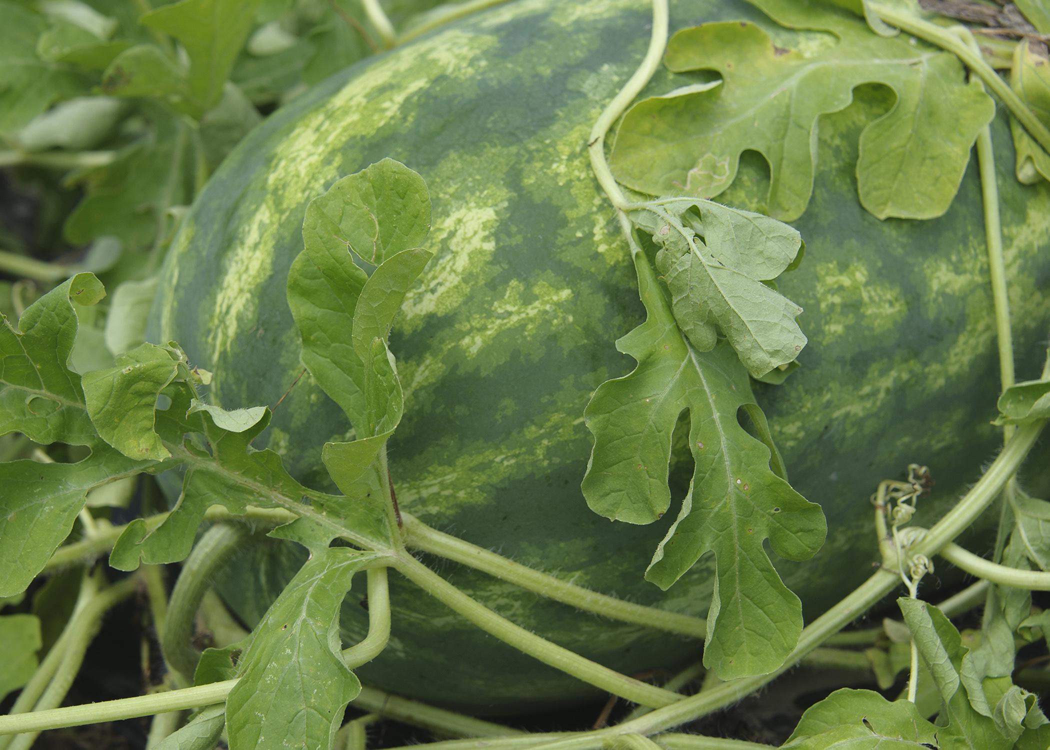 A watermelon lies in the vines in a field.