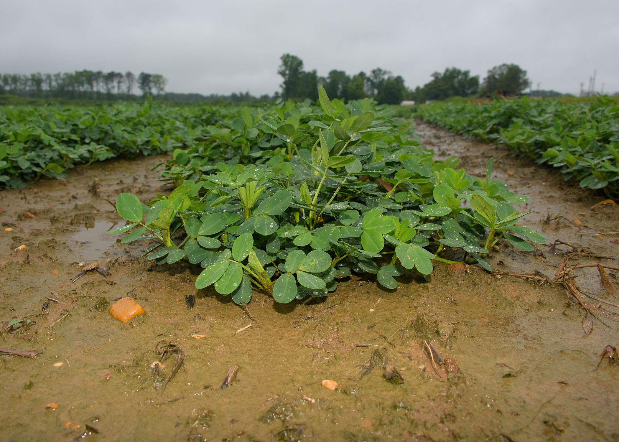 Rows of peanut plants.