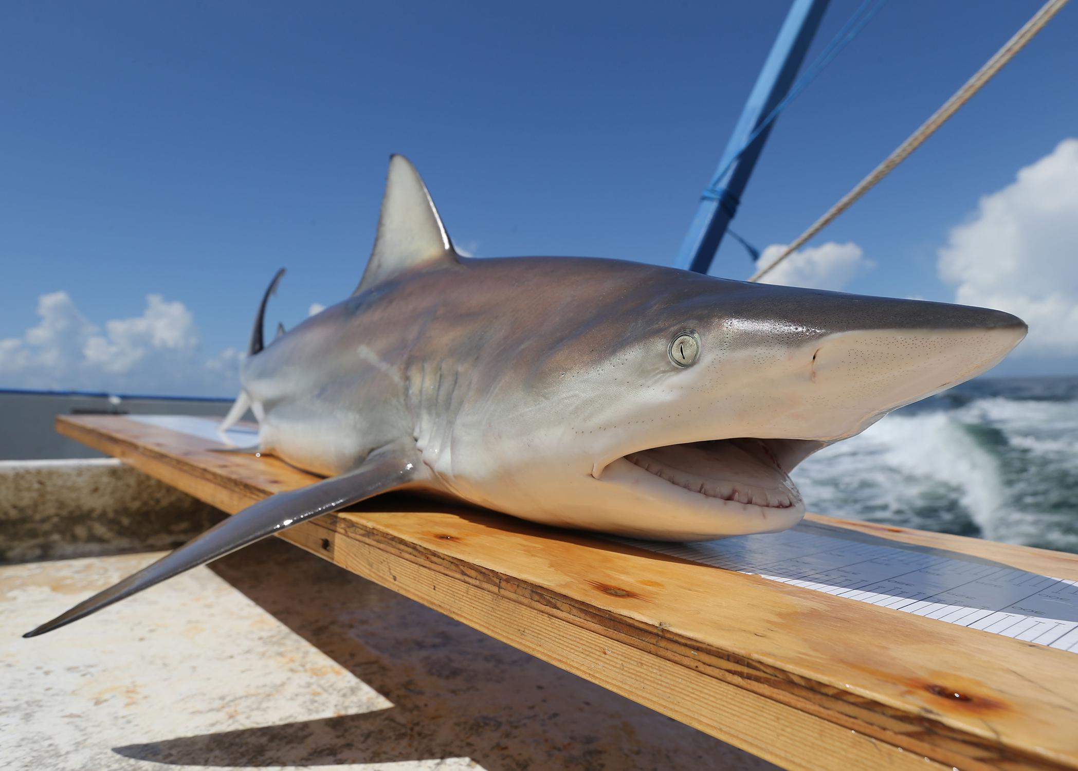 A gray shark with a white undercarriage and face sits atop a board on a boat.