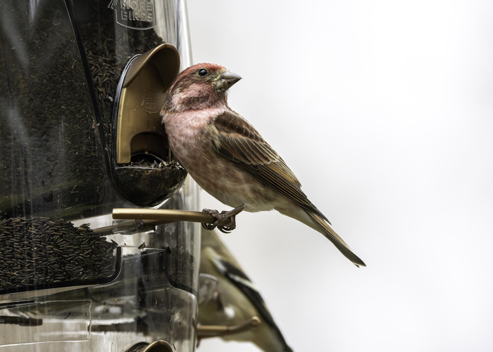 A bird eats seed from a feeder.