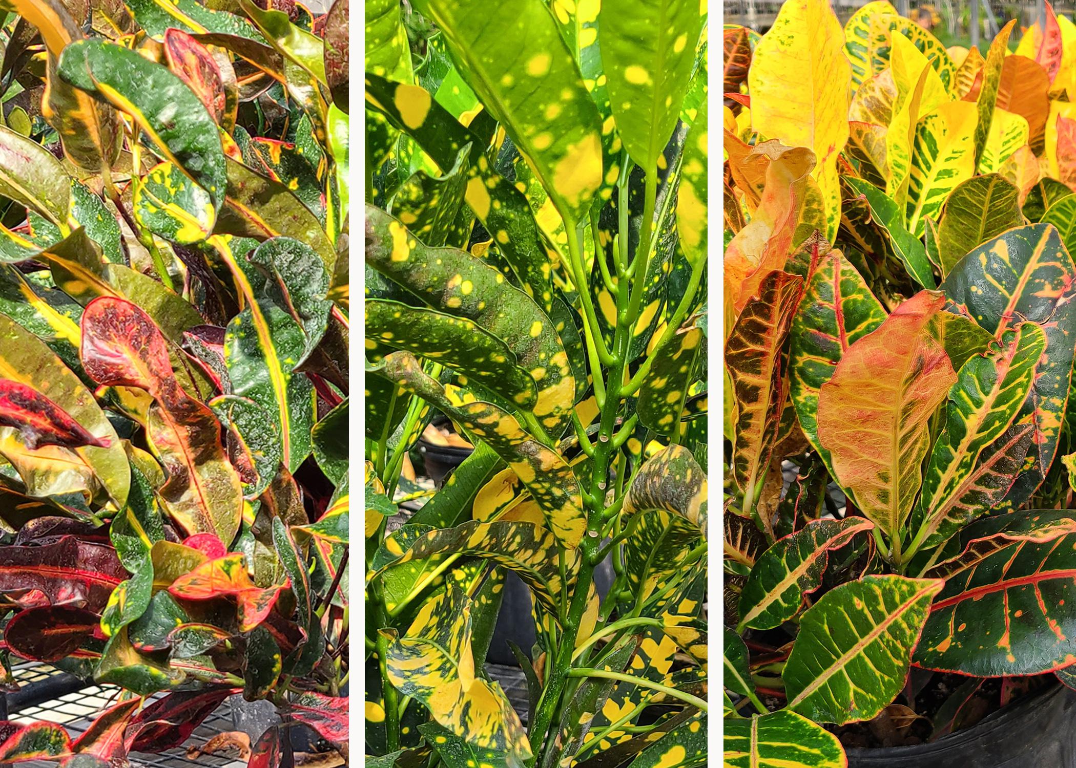 Three panels display colorful green, yellow and purple foliage.