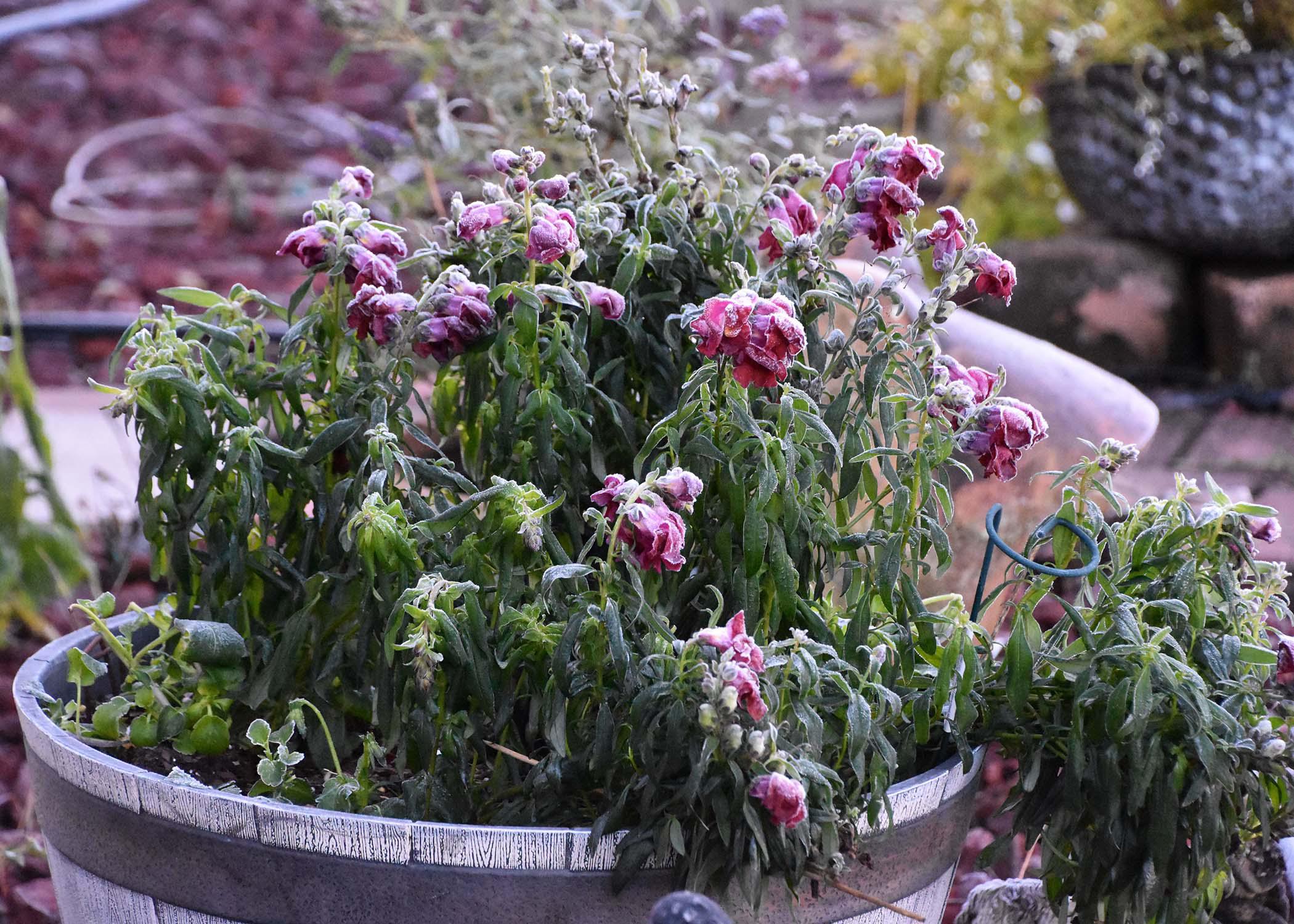 A container of plants droop under a coating of frost.