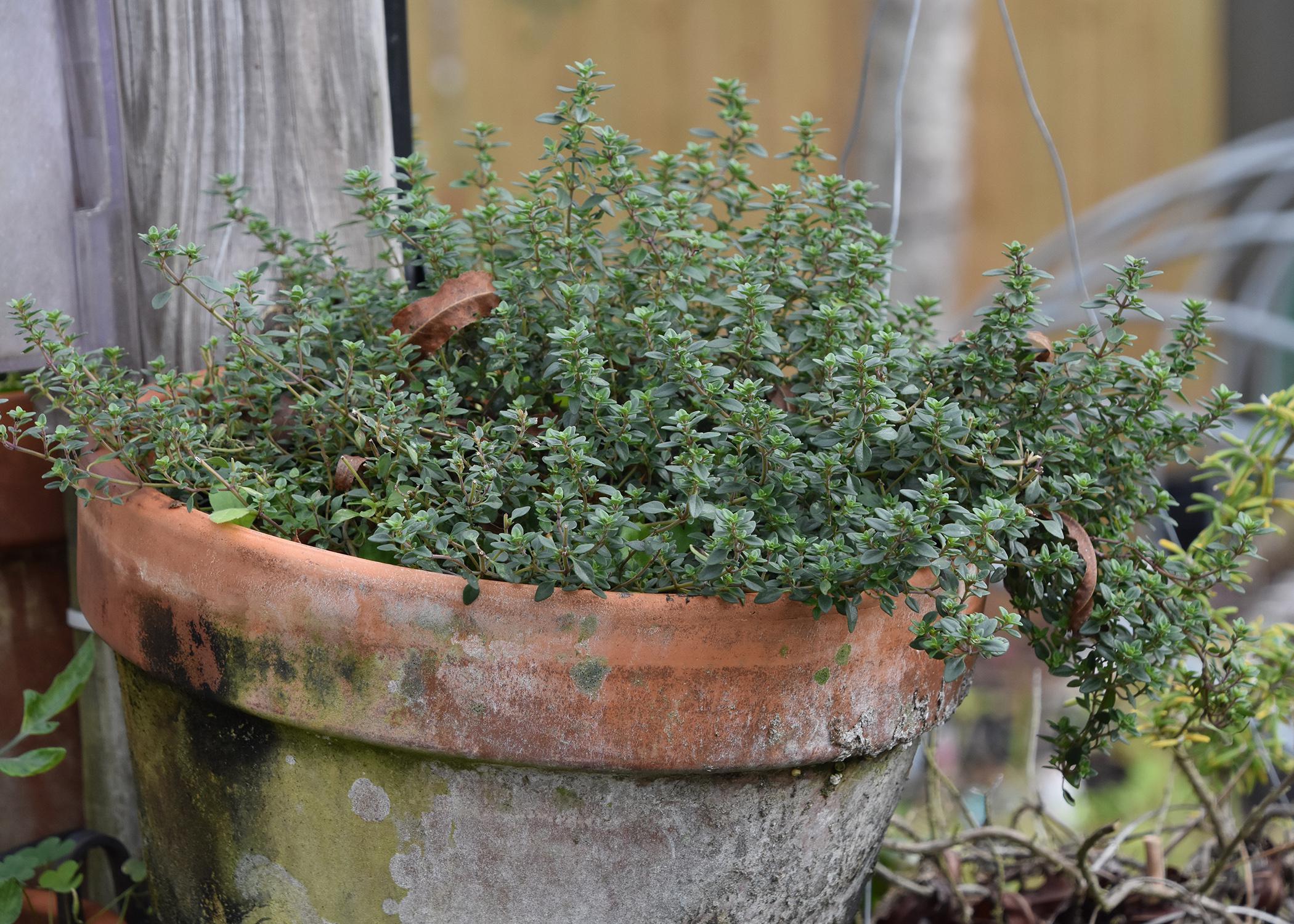 A low-growing plant with tiny leaves grows in a large pot.