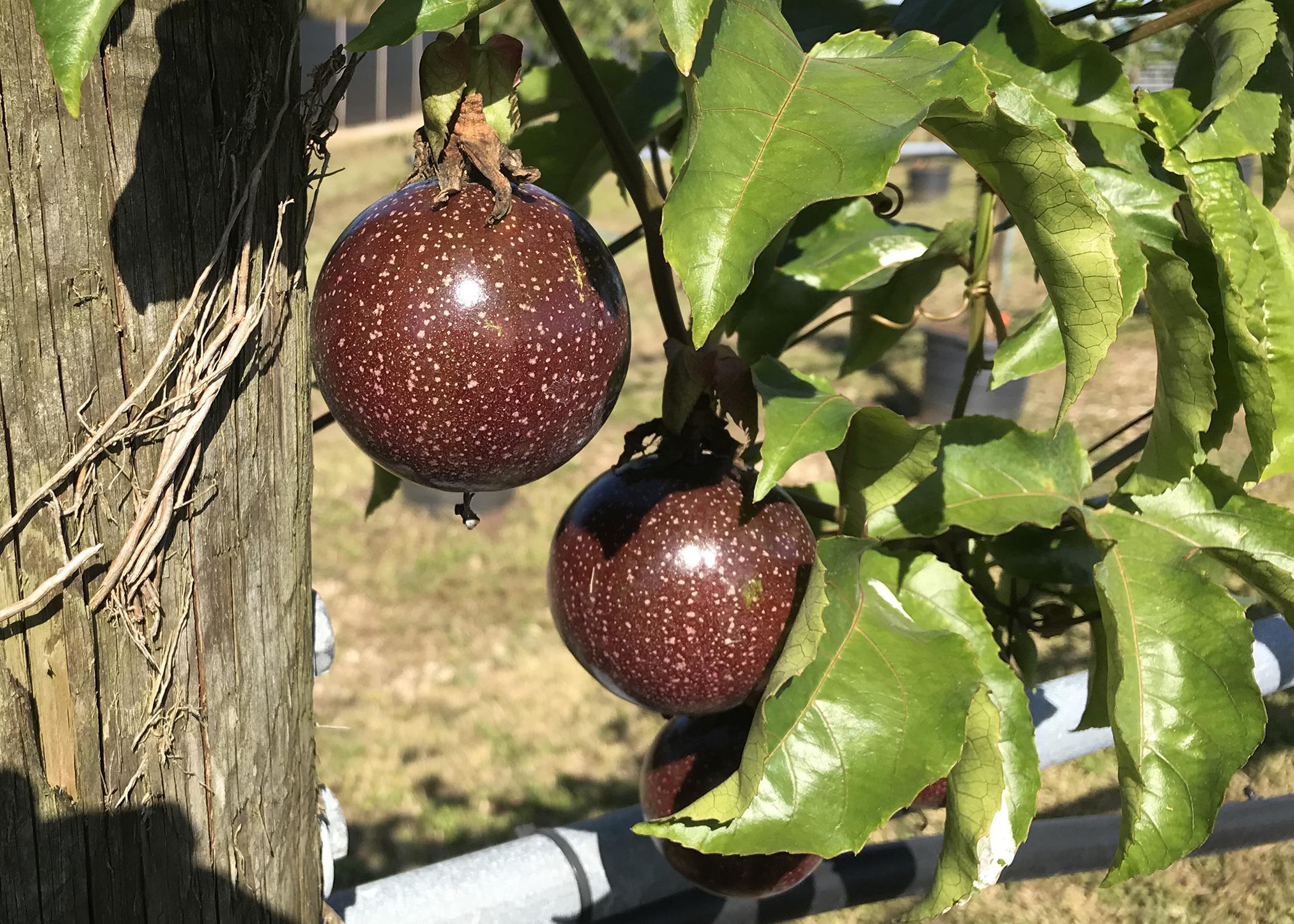 Passion fruit grown on a vine.